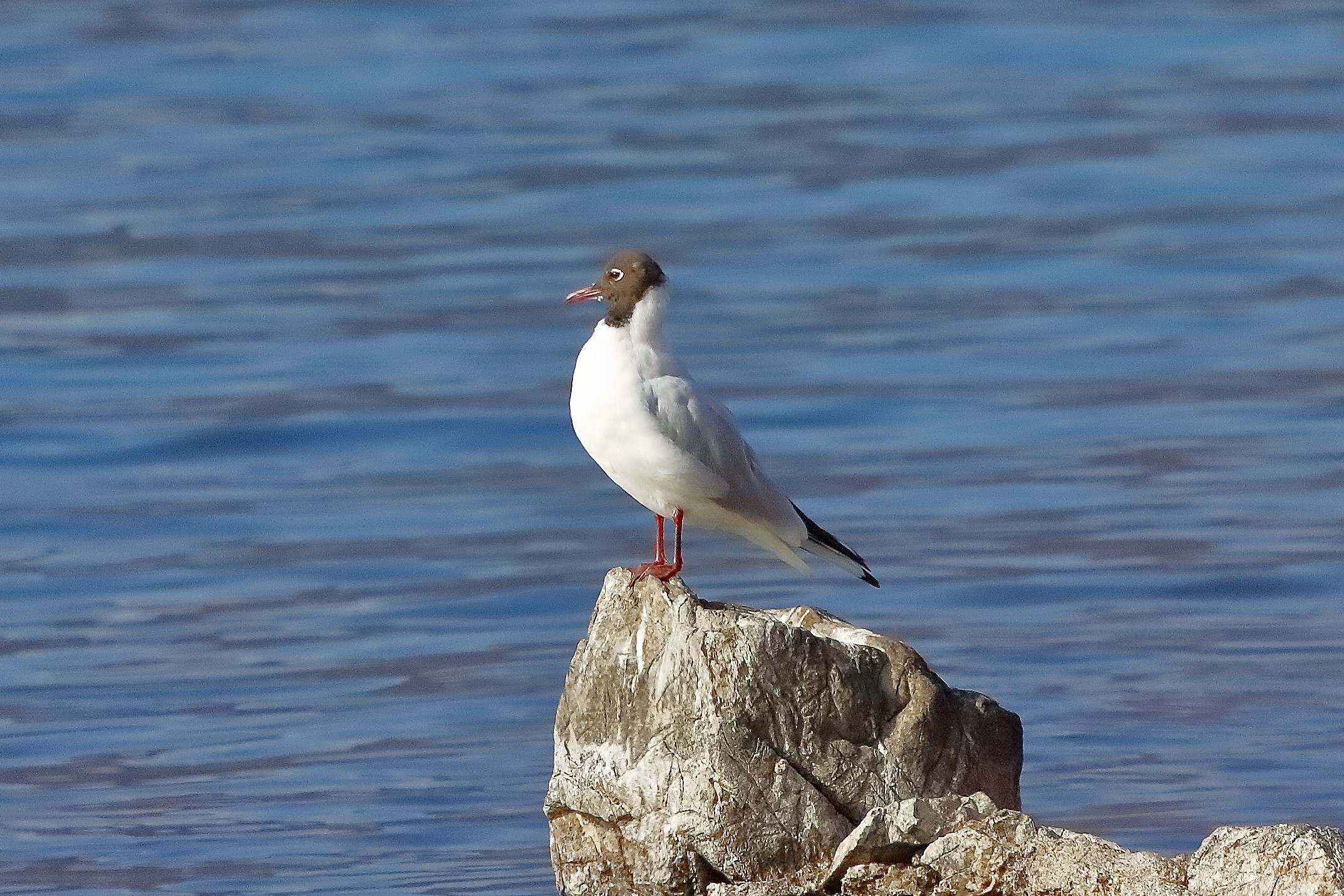 Gabbiano c 25 febbraio 2023