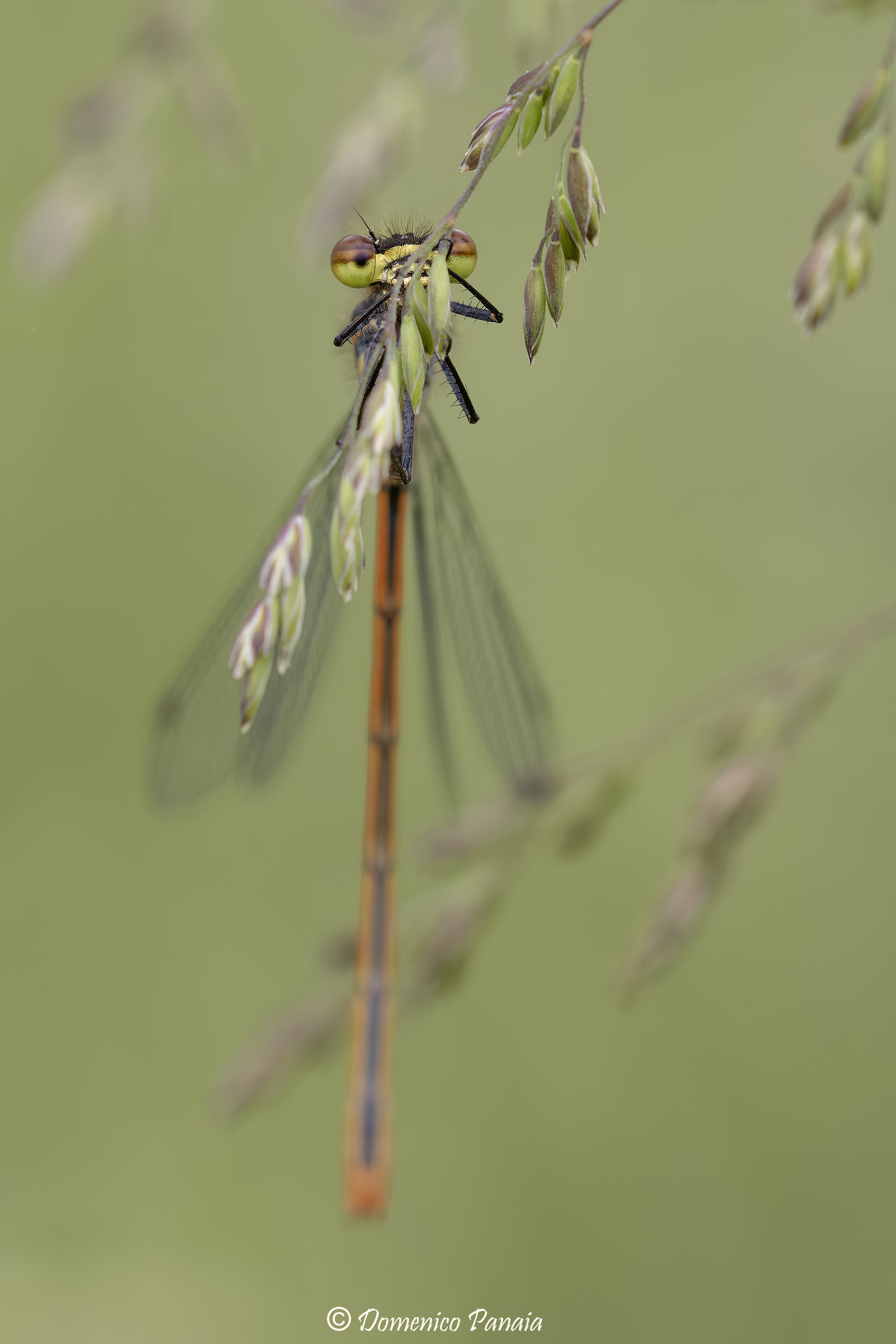 pyrrhosoma nymphula