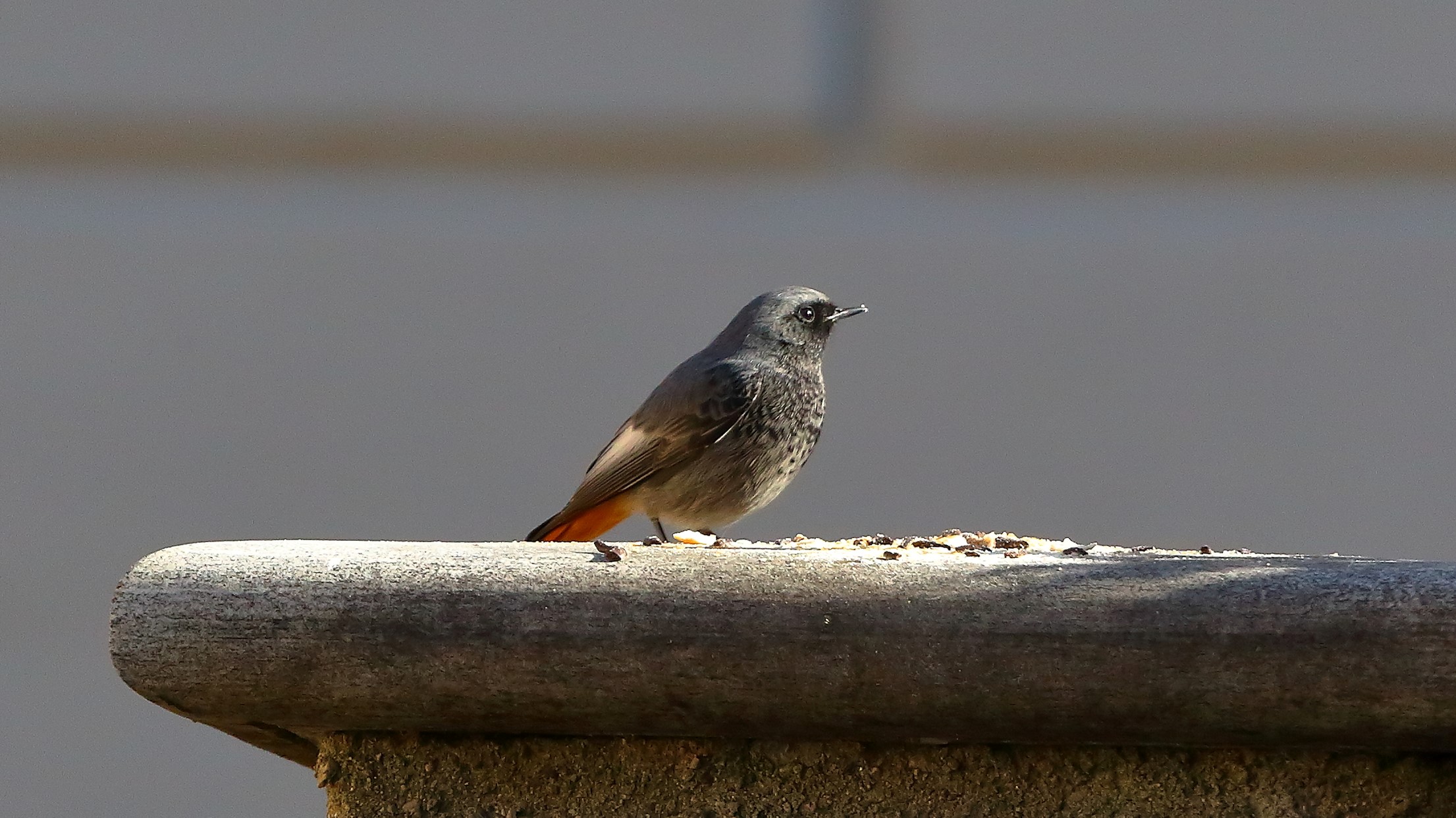 Codirosso 10 febbraio 2023