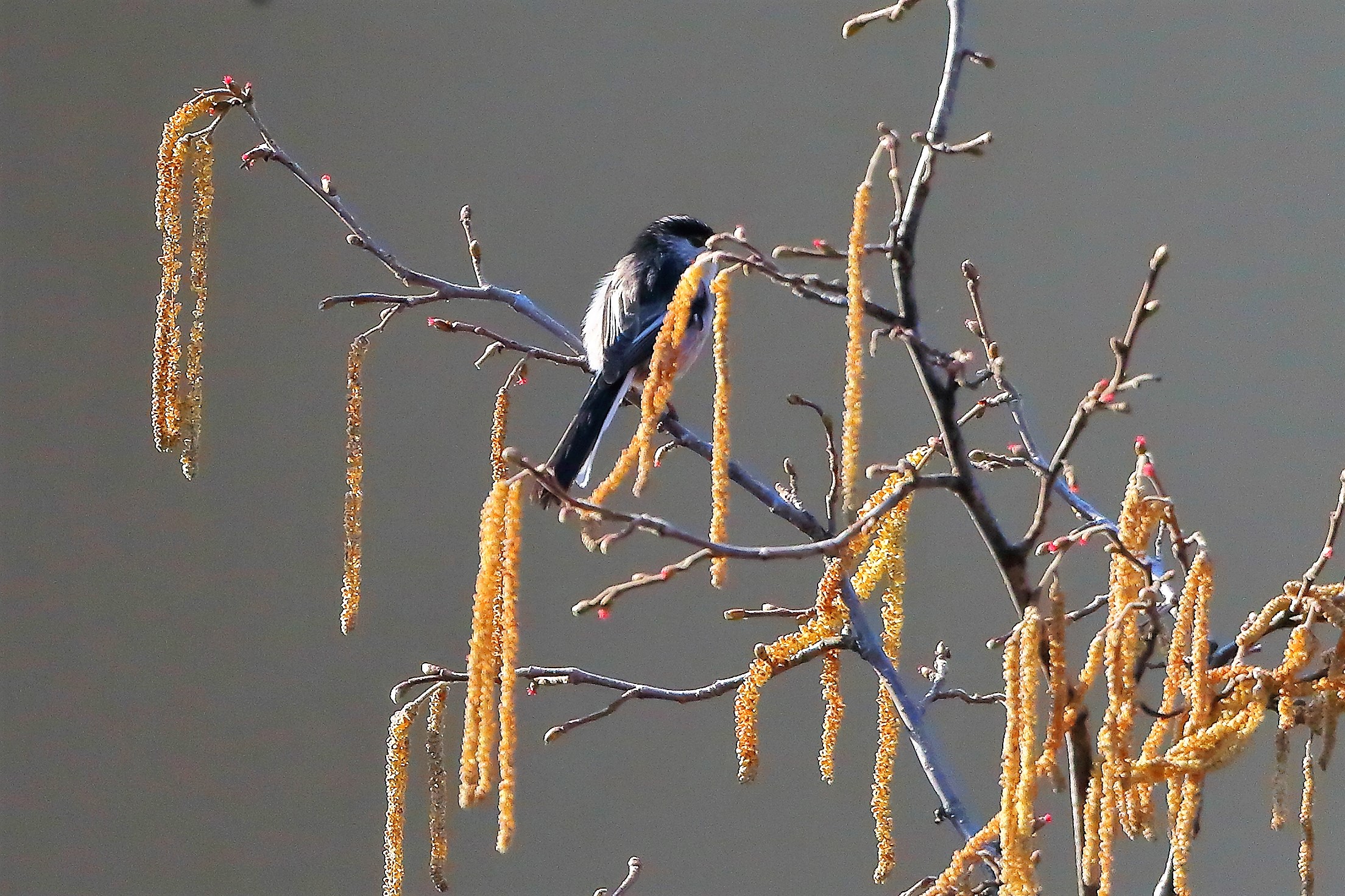 Codibugnolo 13 febbraio 2023