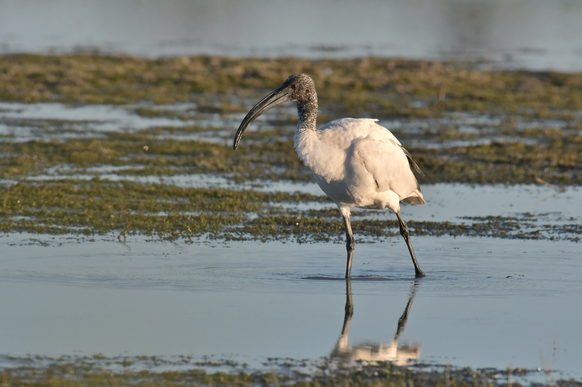 Ibis