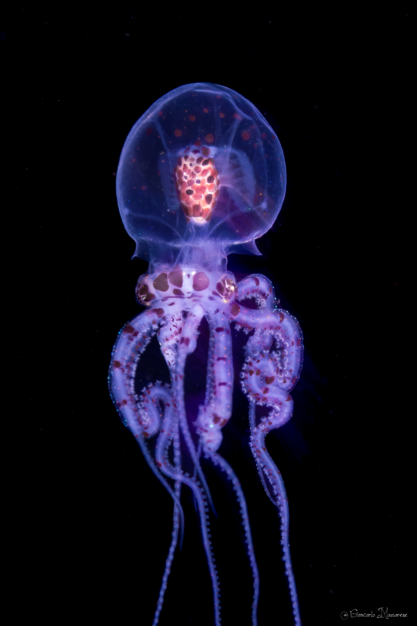Juvenile Wunderpus photogenicus