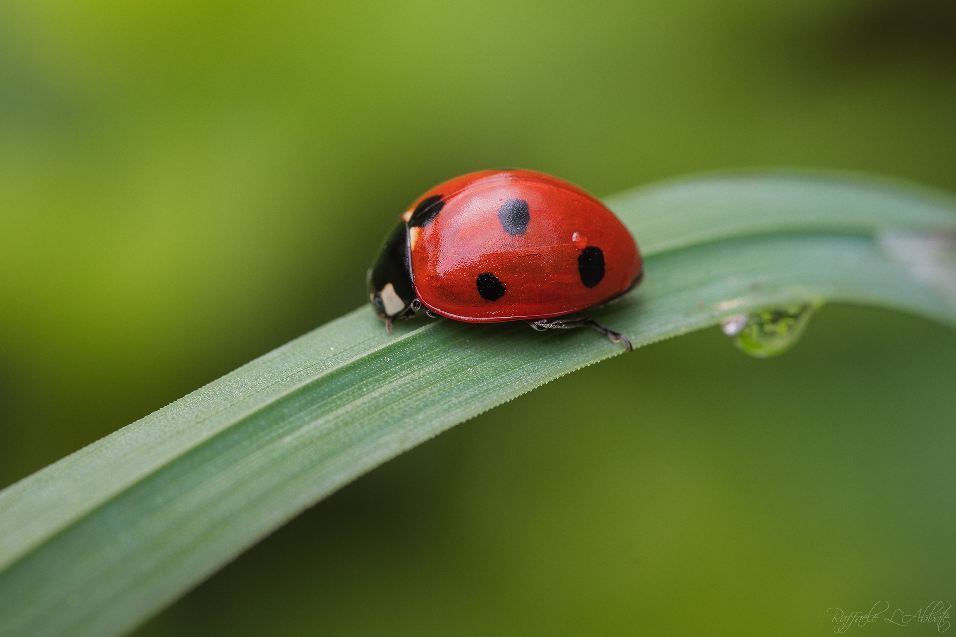 Ladybird