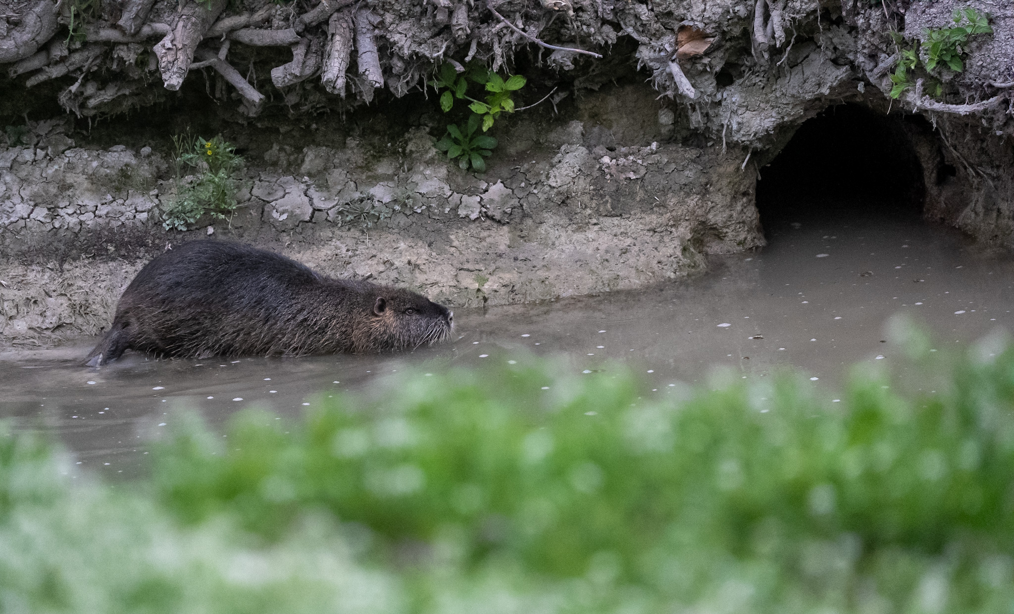 Nutria