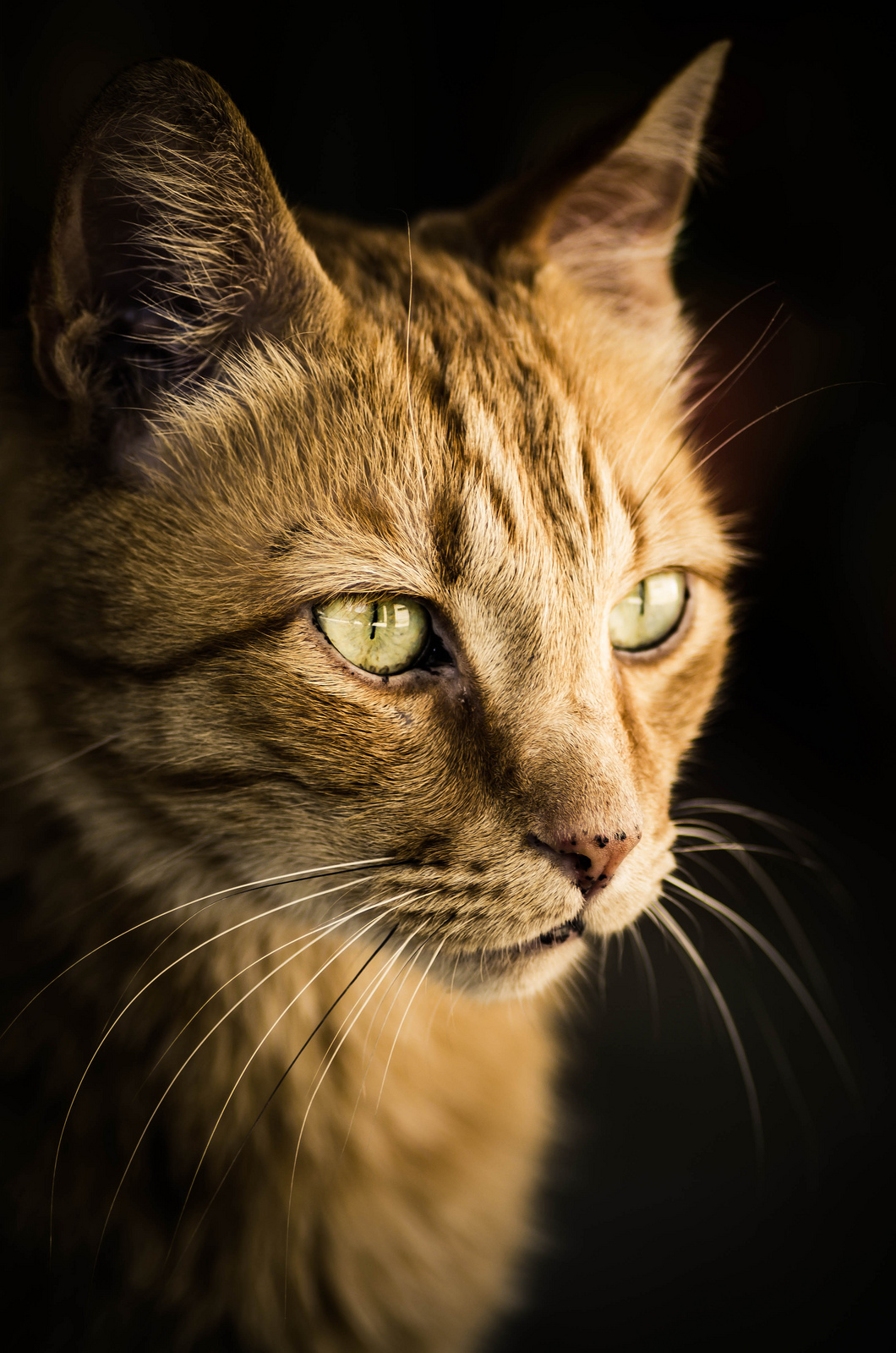 Stitch - Ultima foto