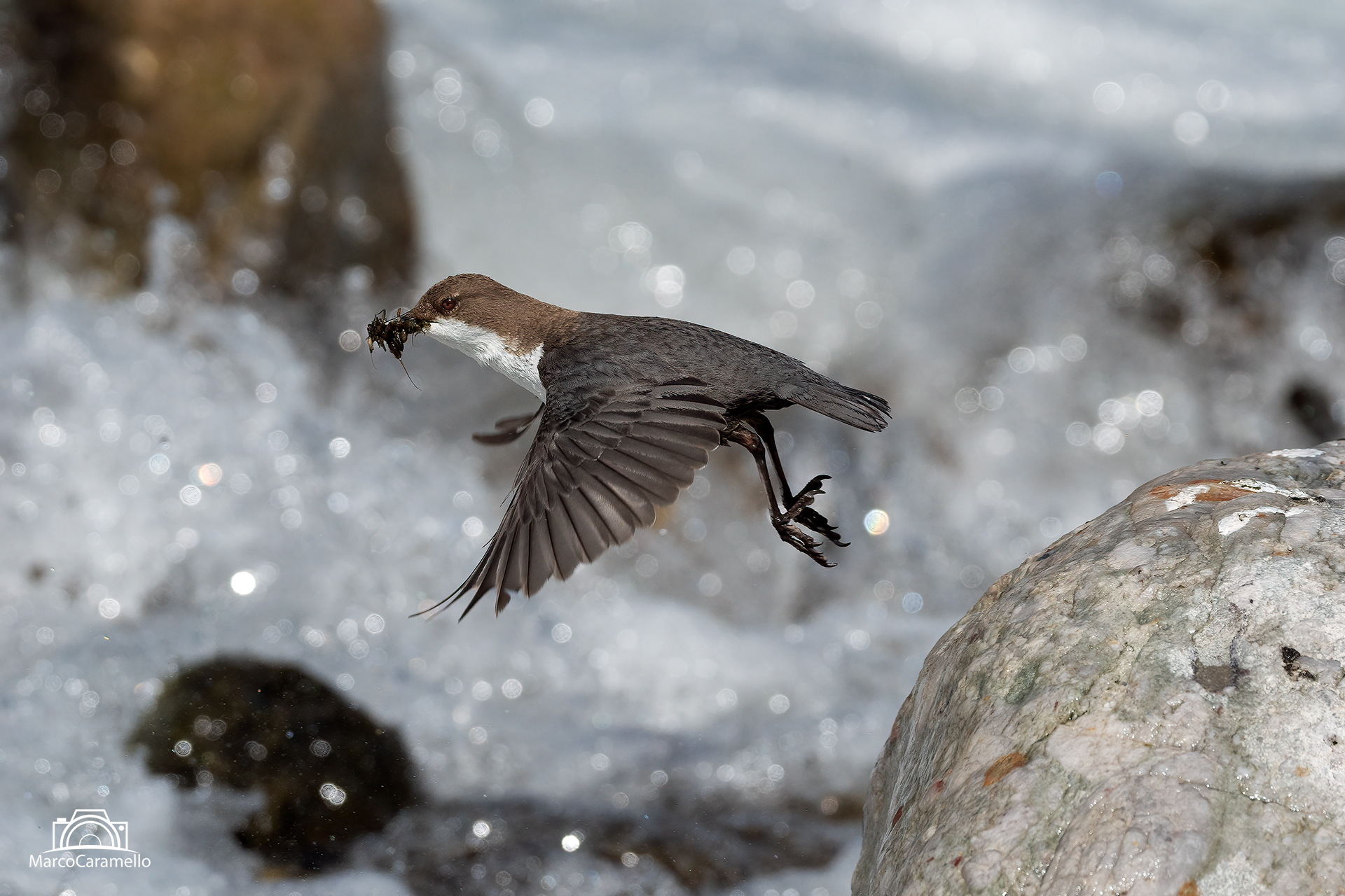White-throated dipper