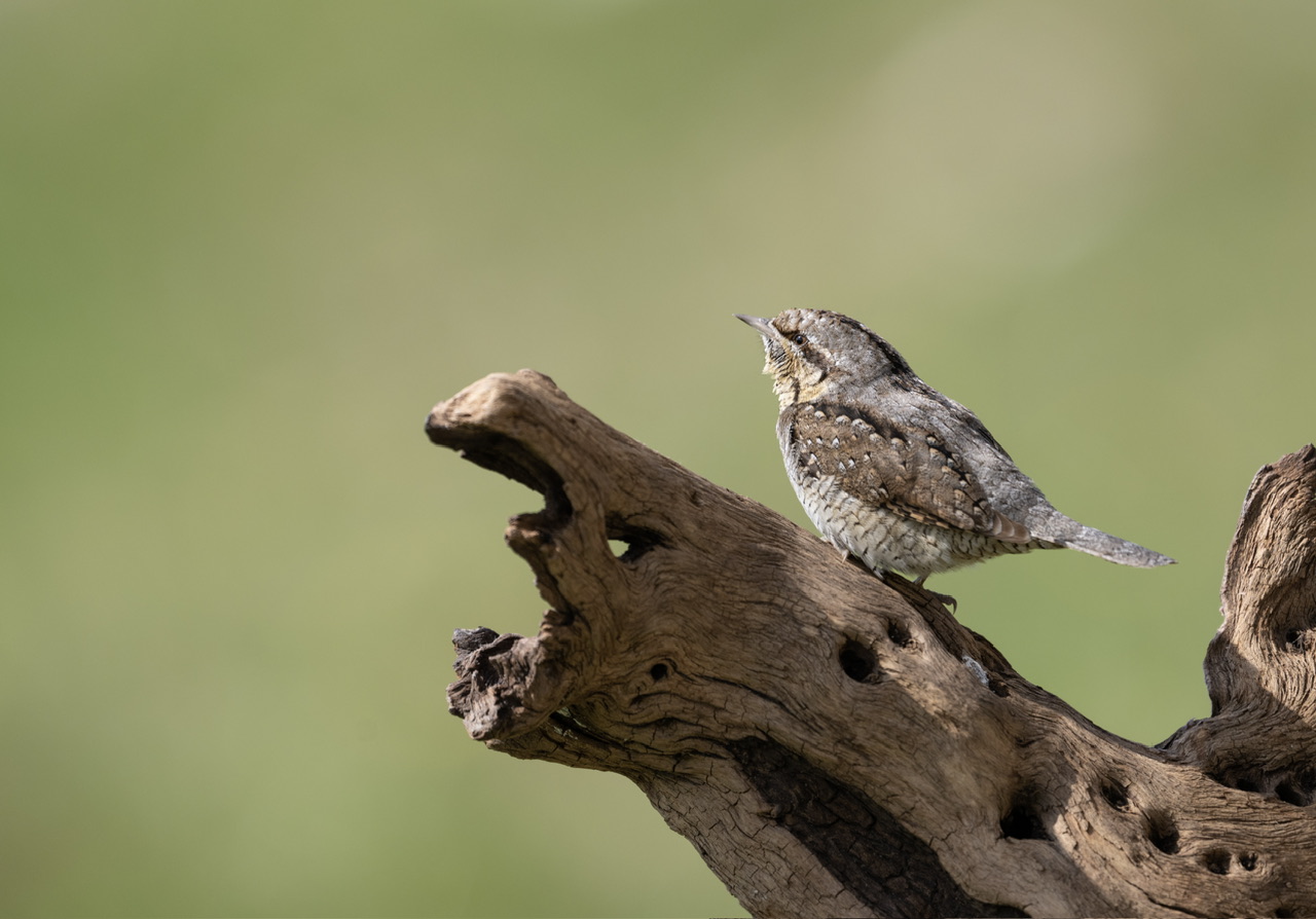 Wryneck