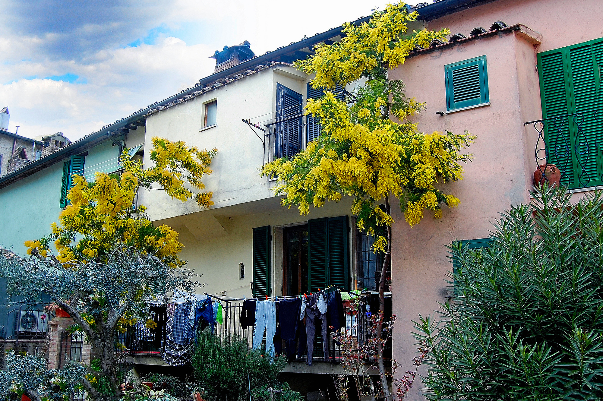 Panni stesi e mimose