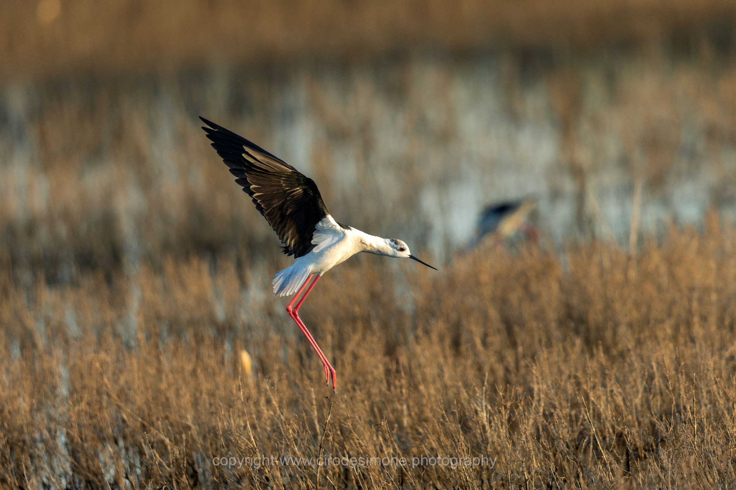 In volo