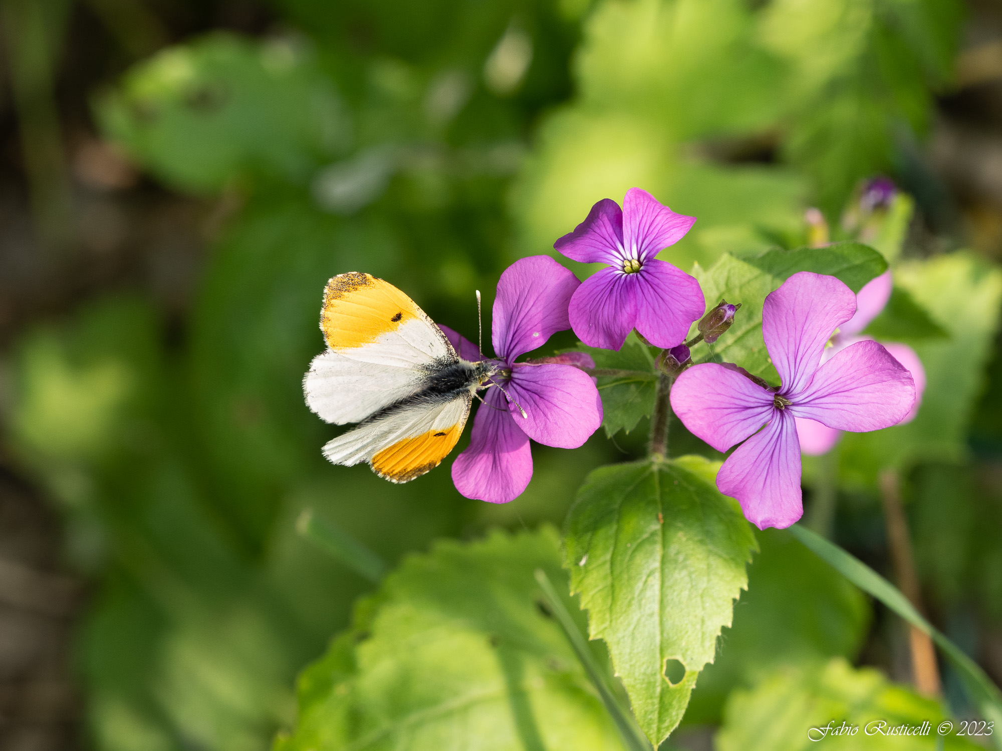 Anthocharis cardamines su fiori dell'Onestà