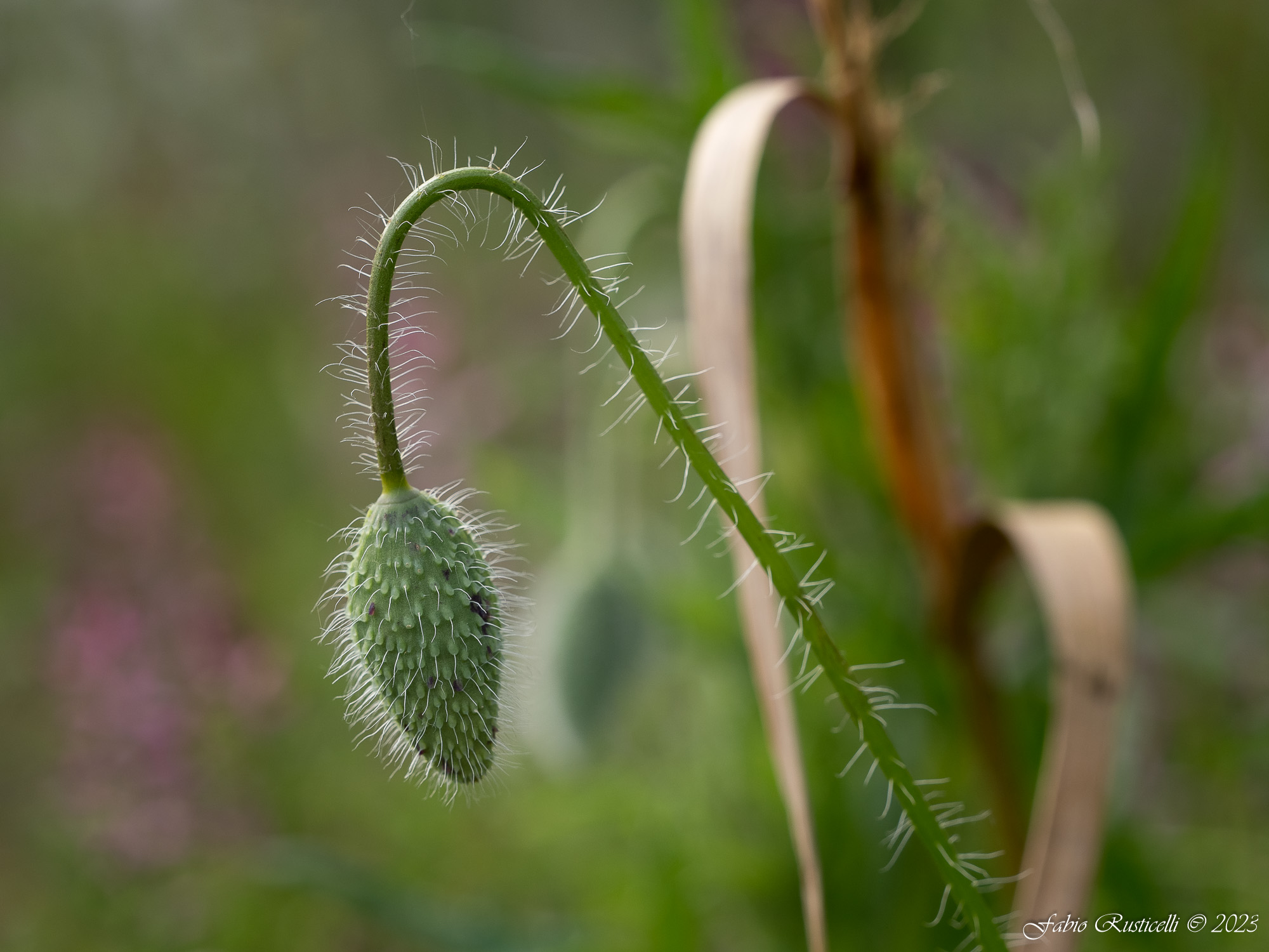 Poppy bud