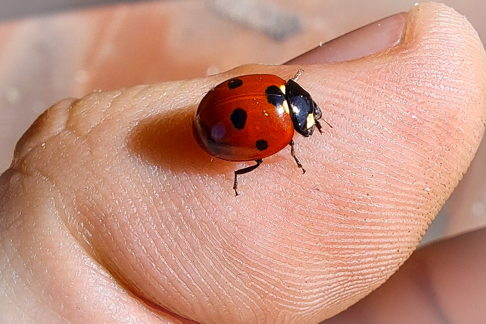 coccinella
