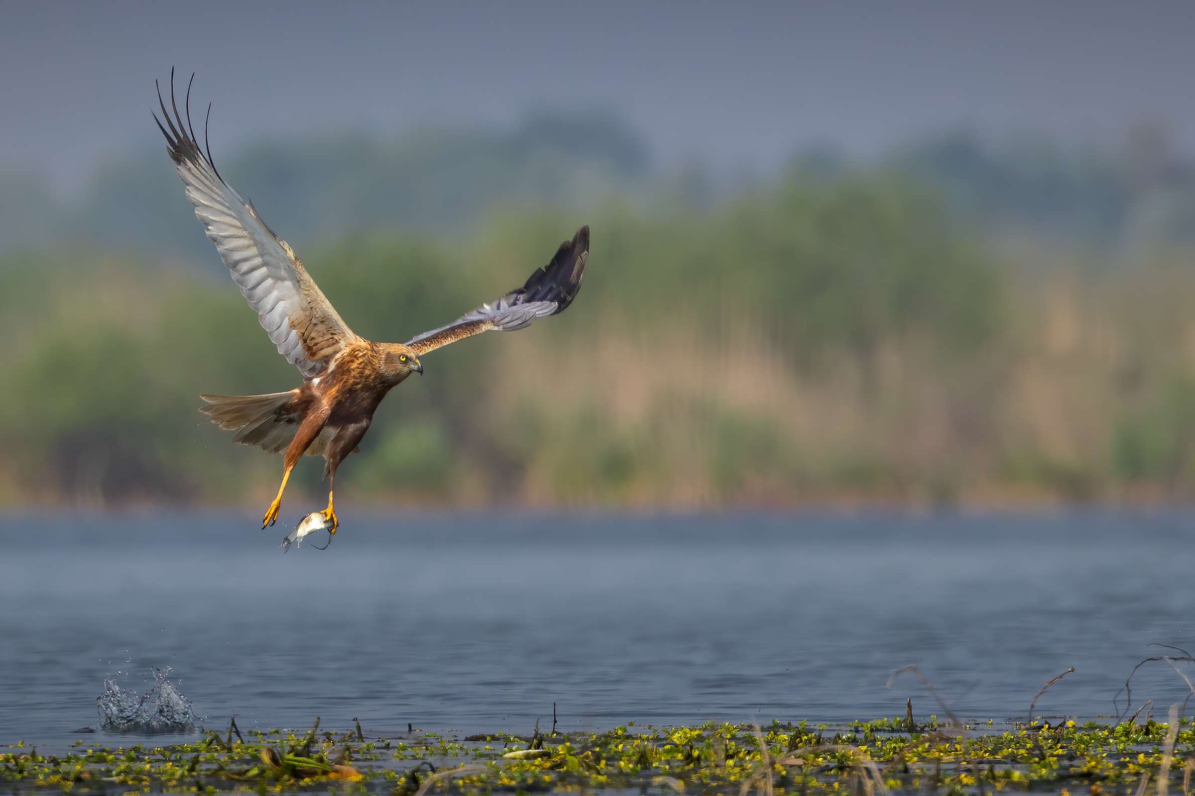 Il Falco di palude imita il Falco pescatore