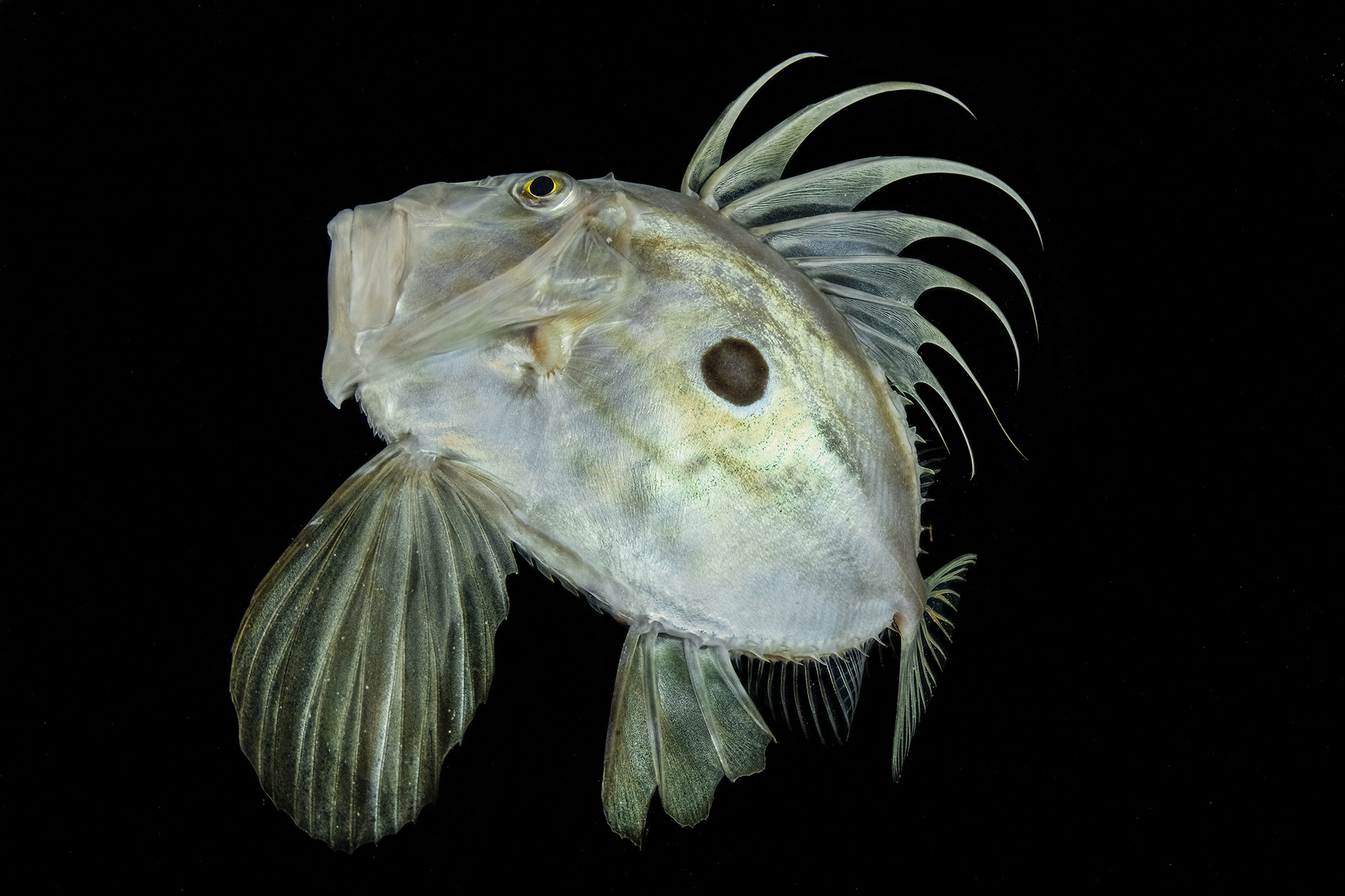 Pesce San Pietro