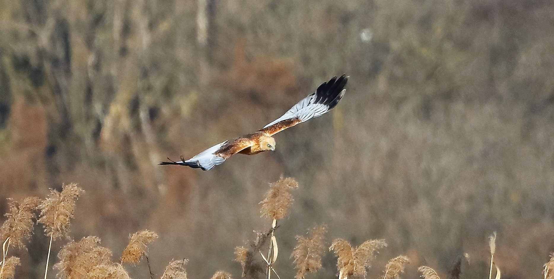 Falco di palude 03-02-2023