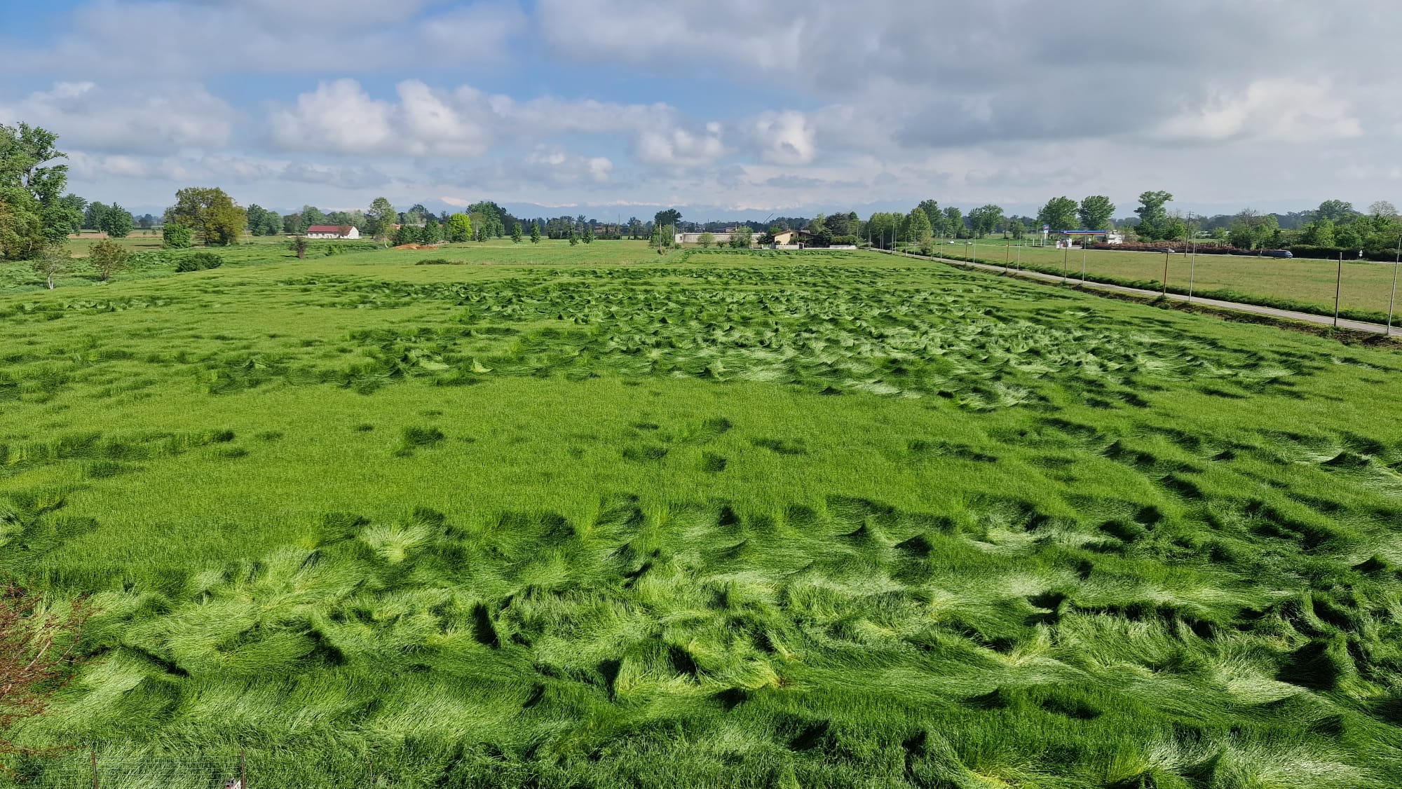 Il campo tormentato.