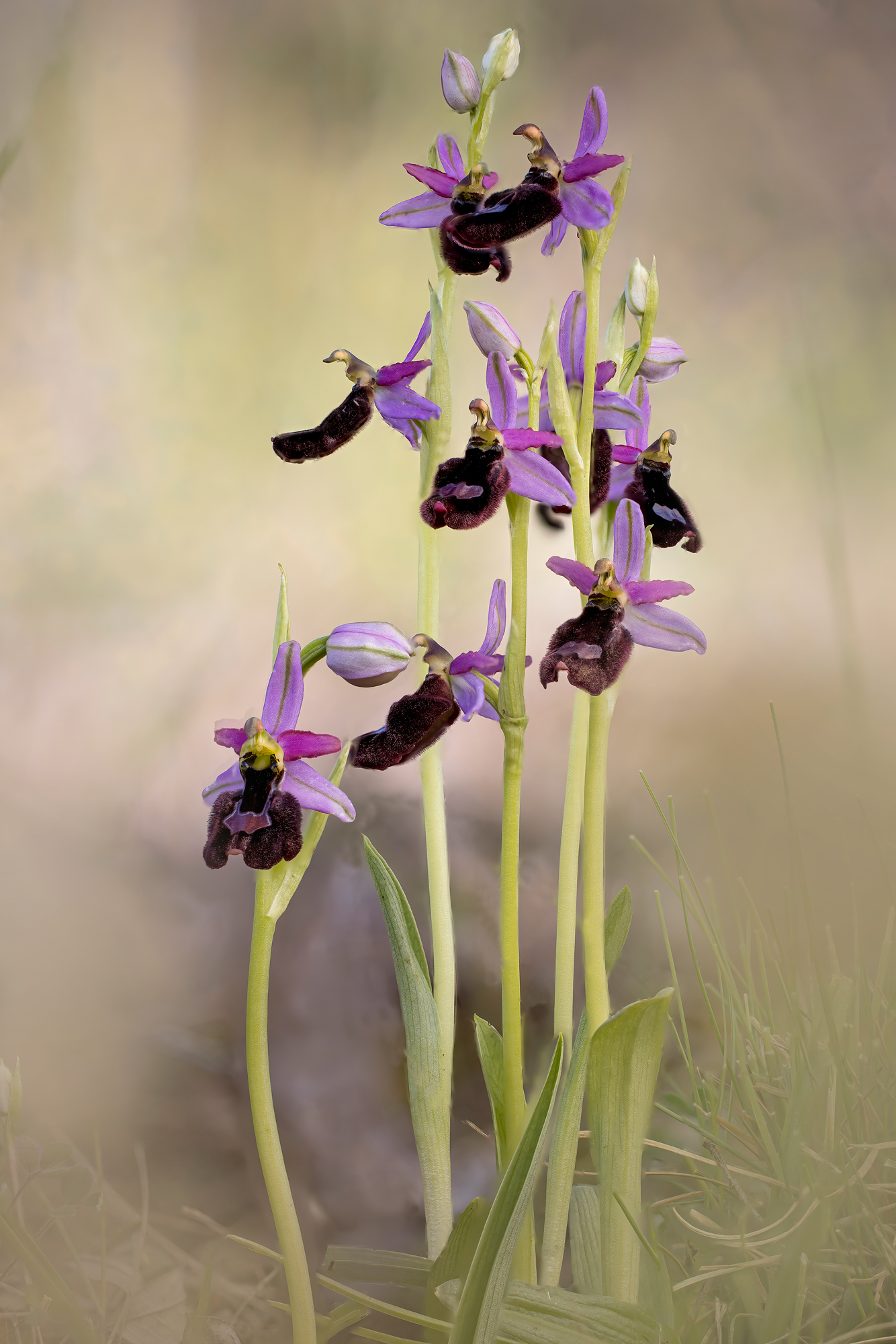 Ophrys Bertoloni subsp. benacensis