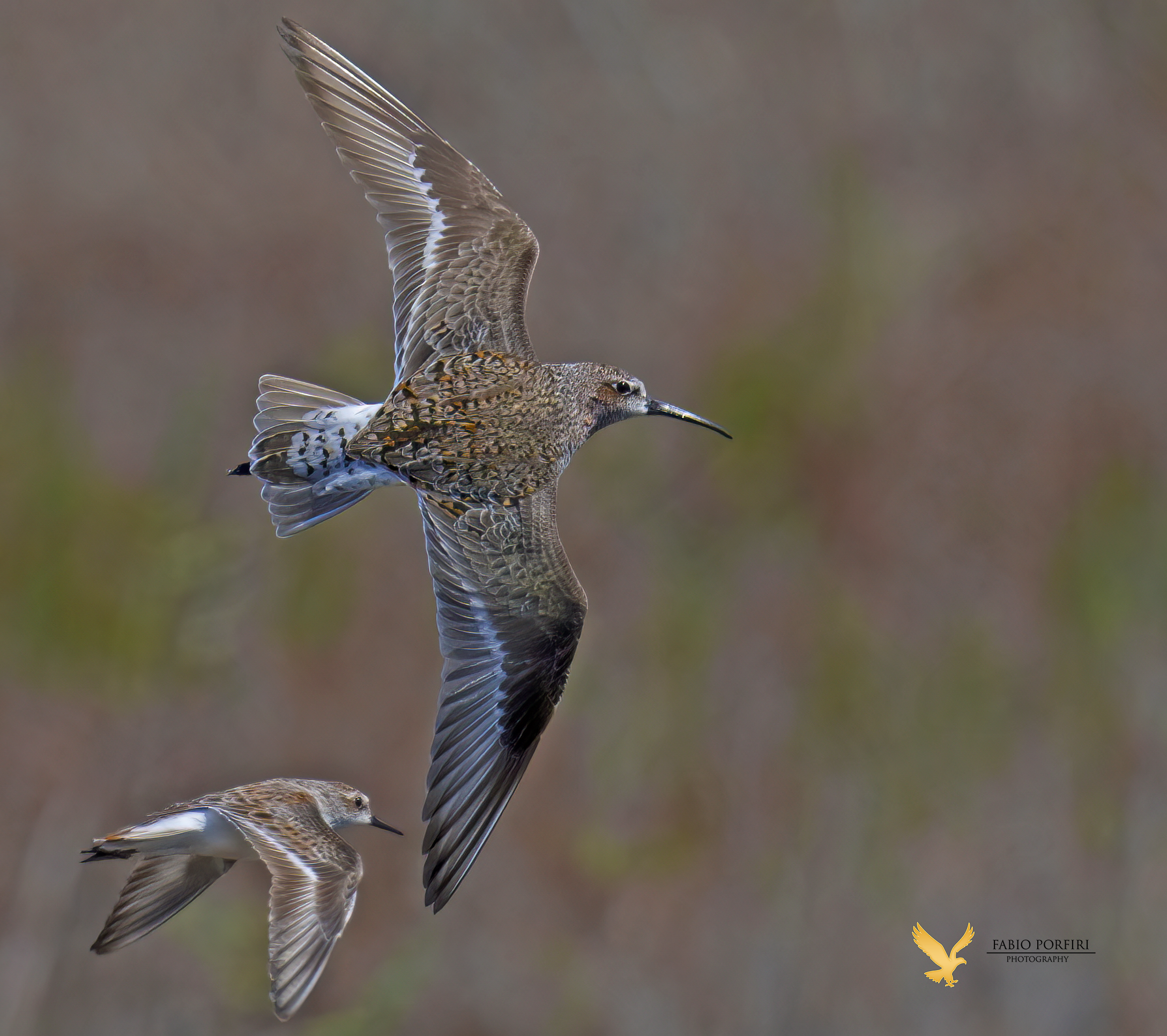 la virata del piovanello