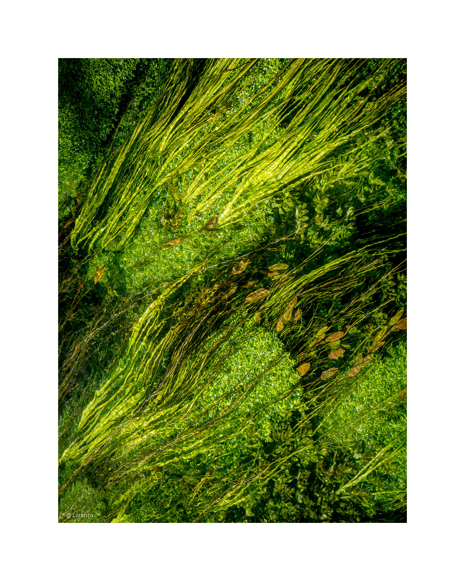verde in acqua