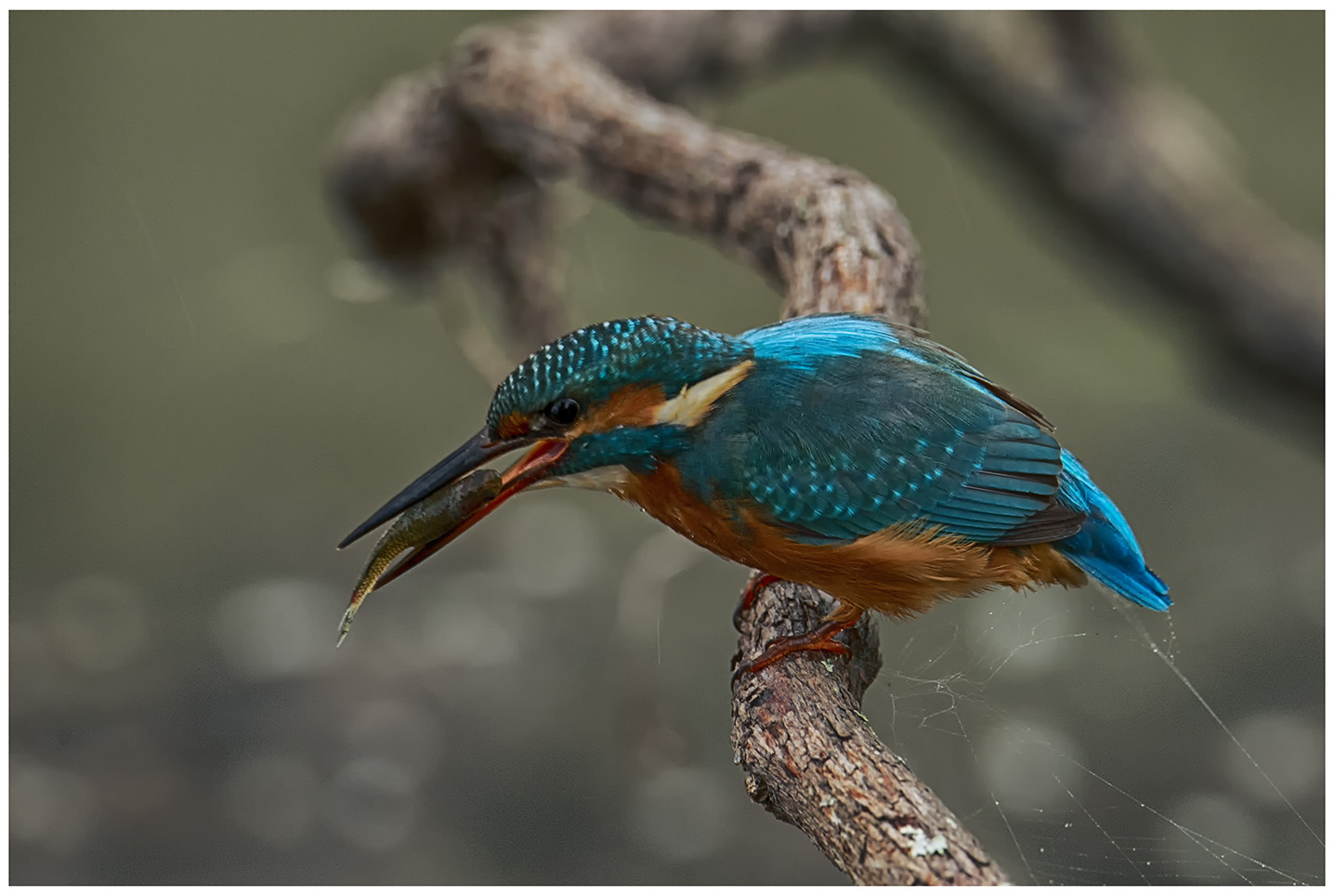 King Fisher