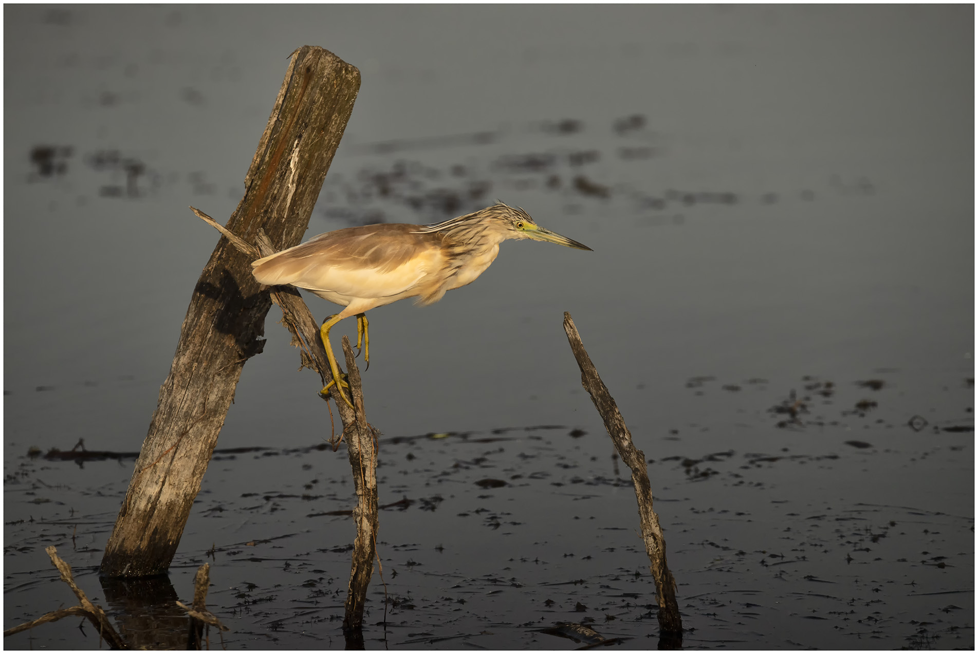 Squacco Heron