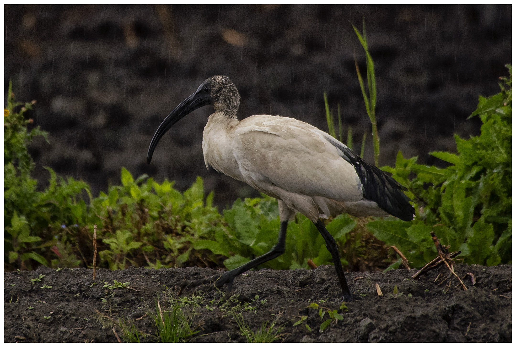 African Sacred Ibis