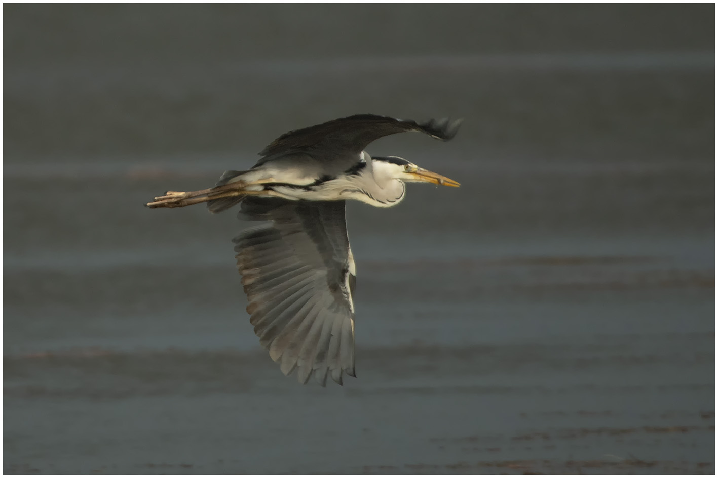 Gray Heron