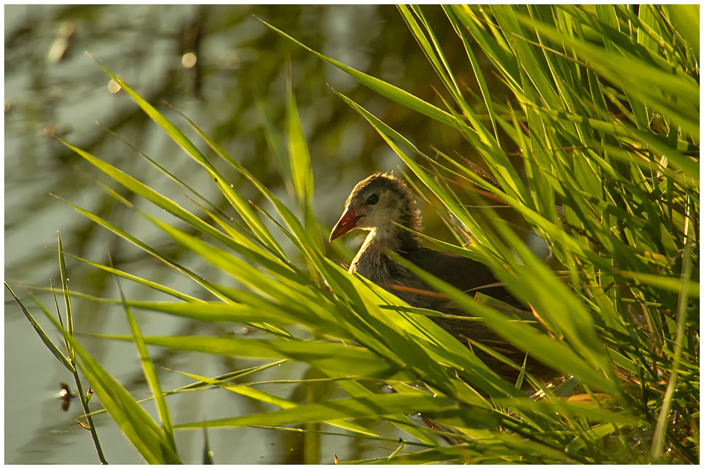 Baby Moorhen