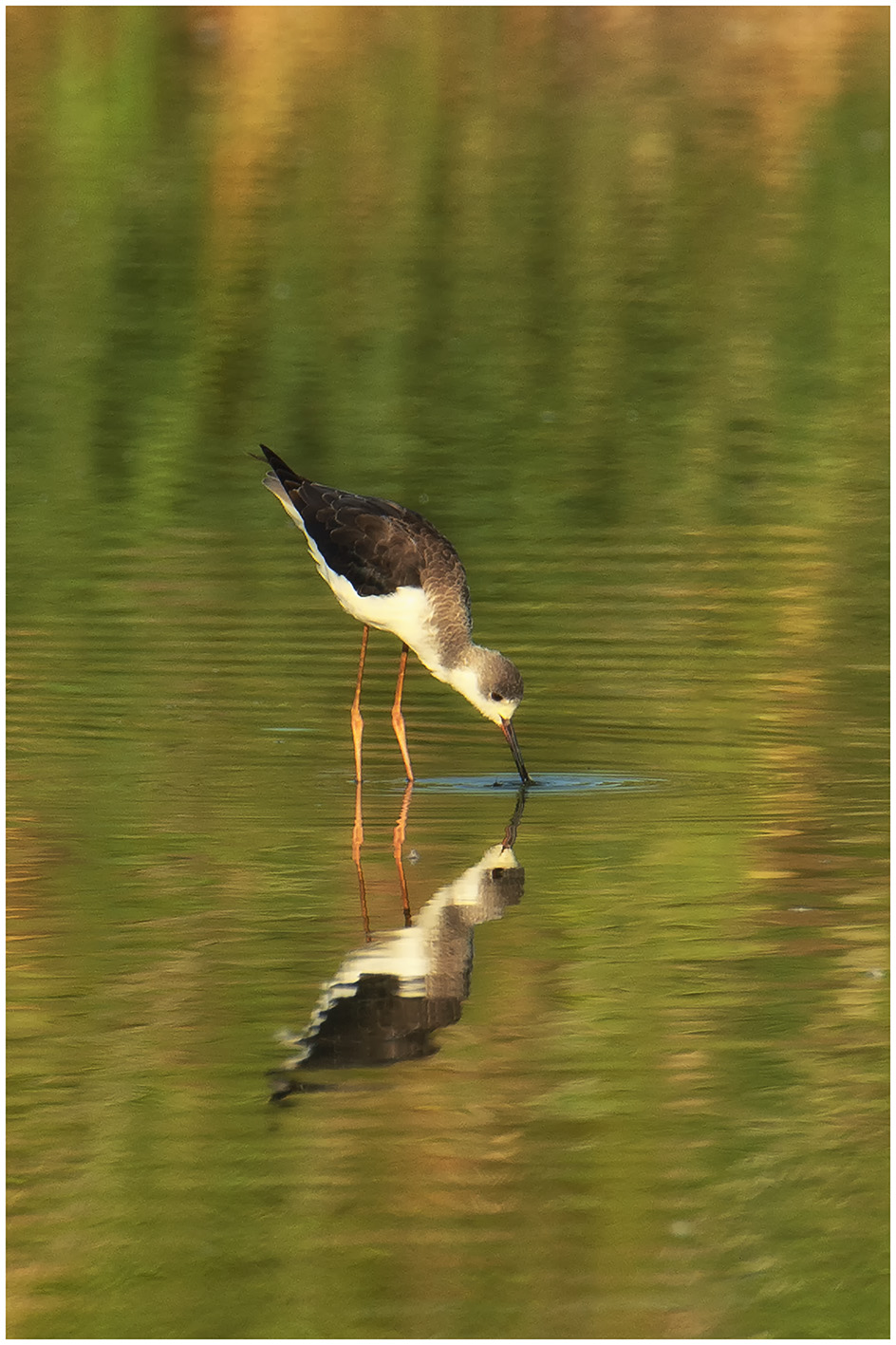 Black Winged Stilt
