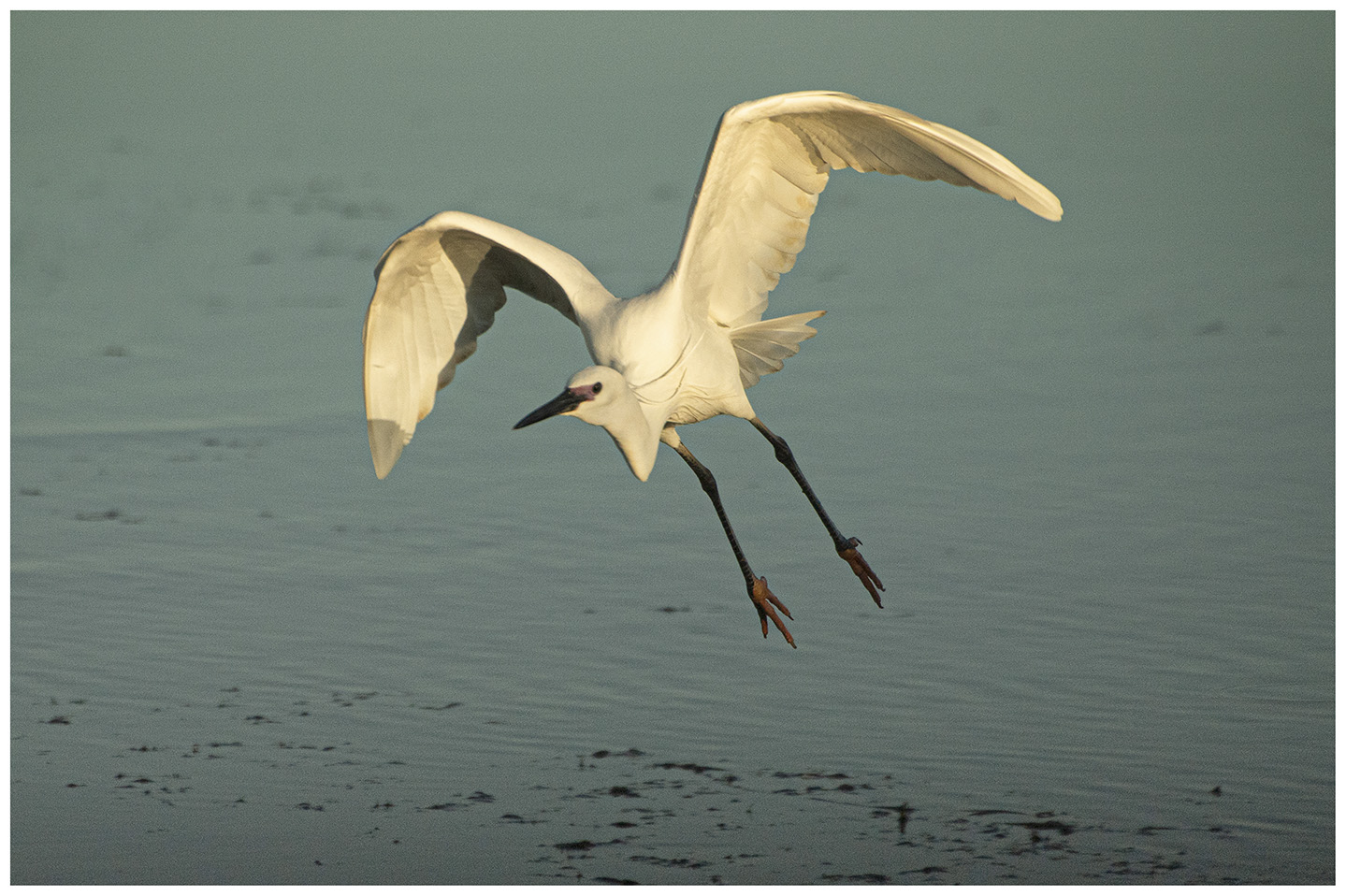 Little Egret