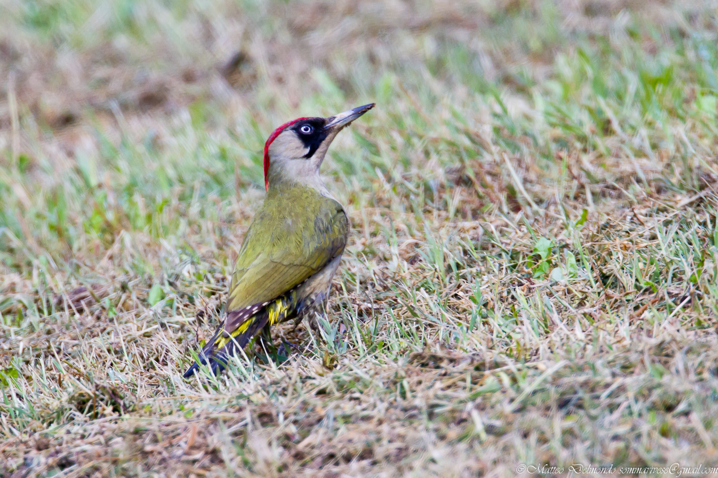 Green Woodpecker