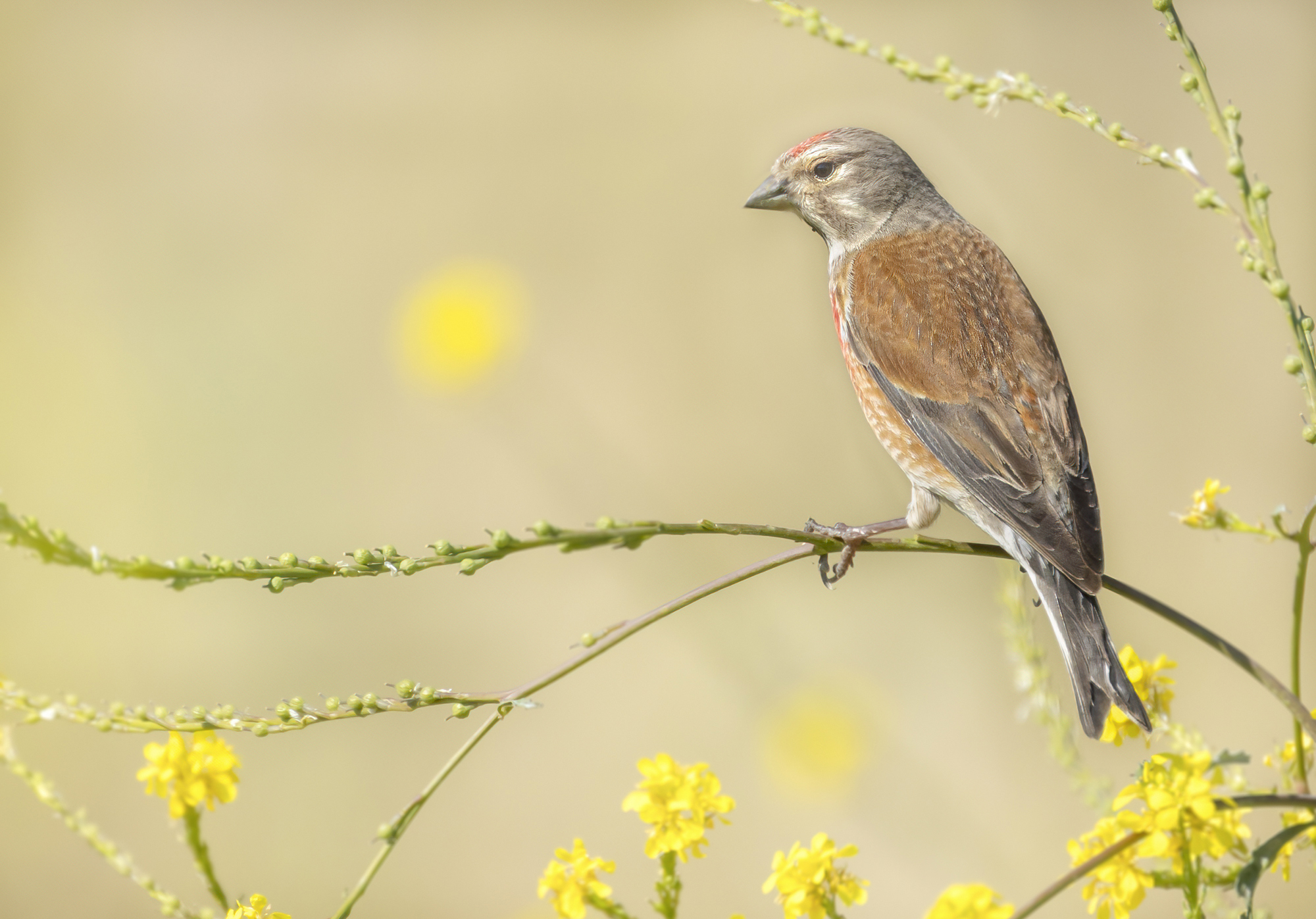 fanello in livrea tra fiori gialli