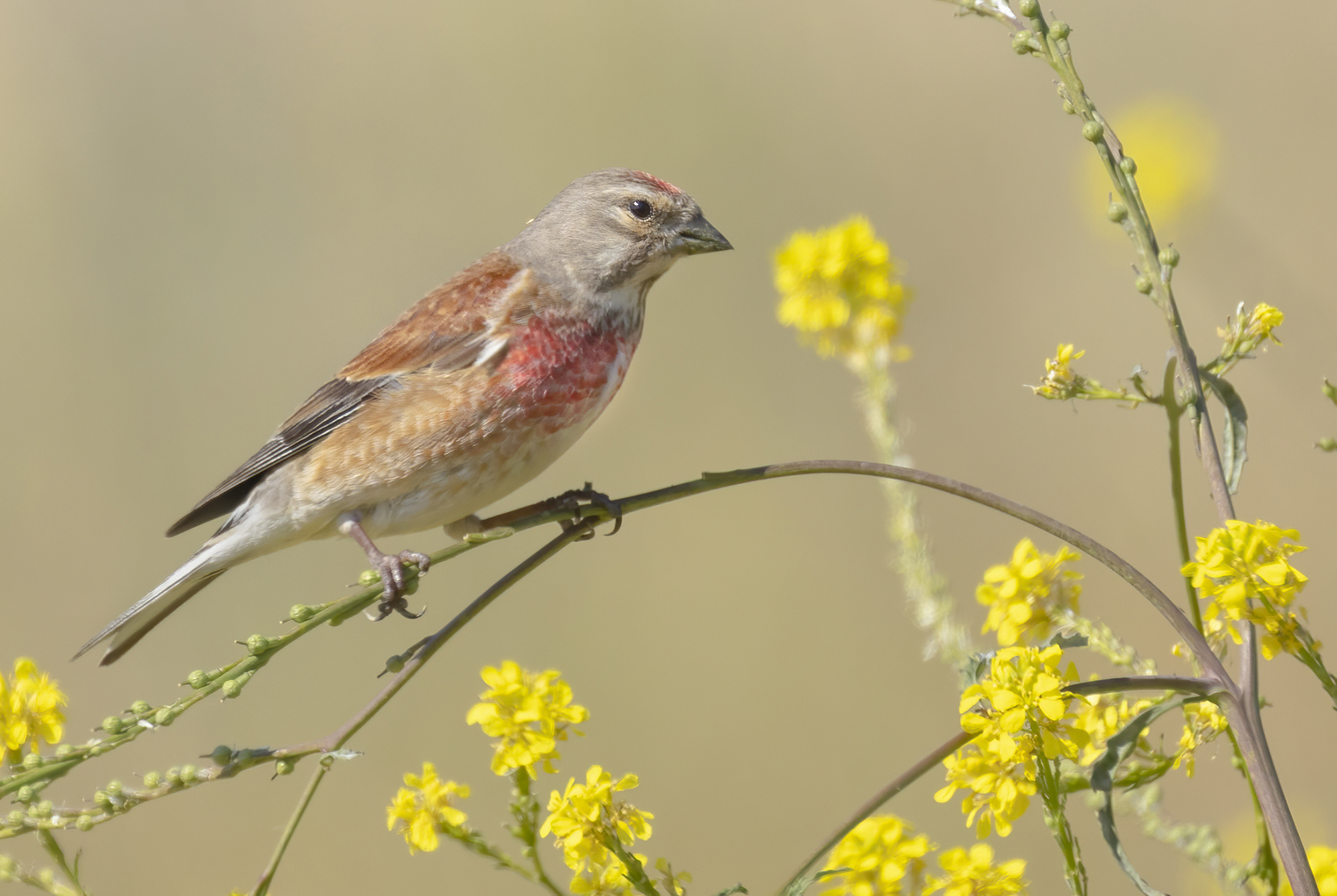 fanello tra fiori di colza