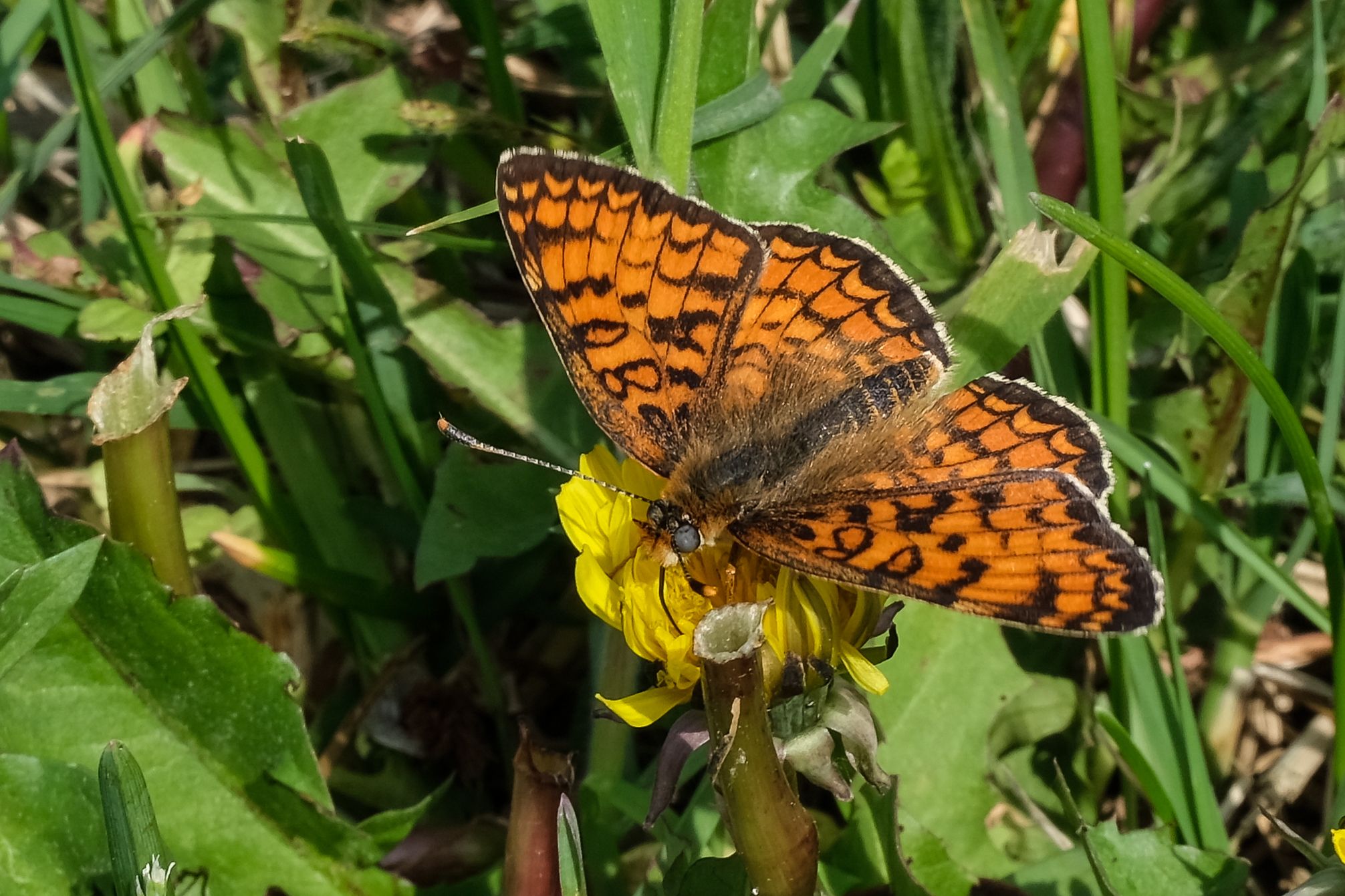 Orange butterfly