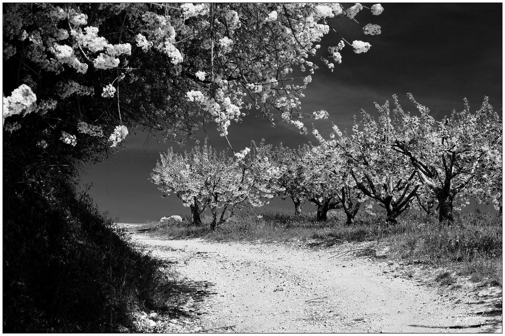 Lesiinia in fiore