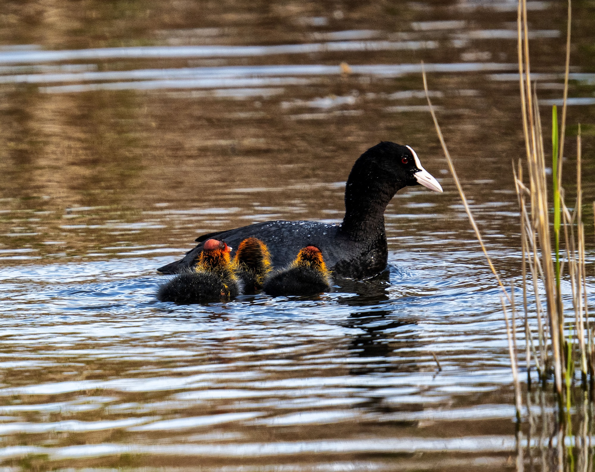 Madre natura all'opera