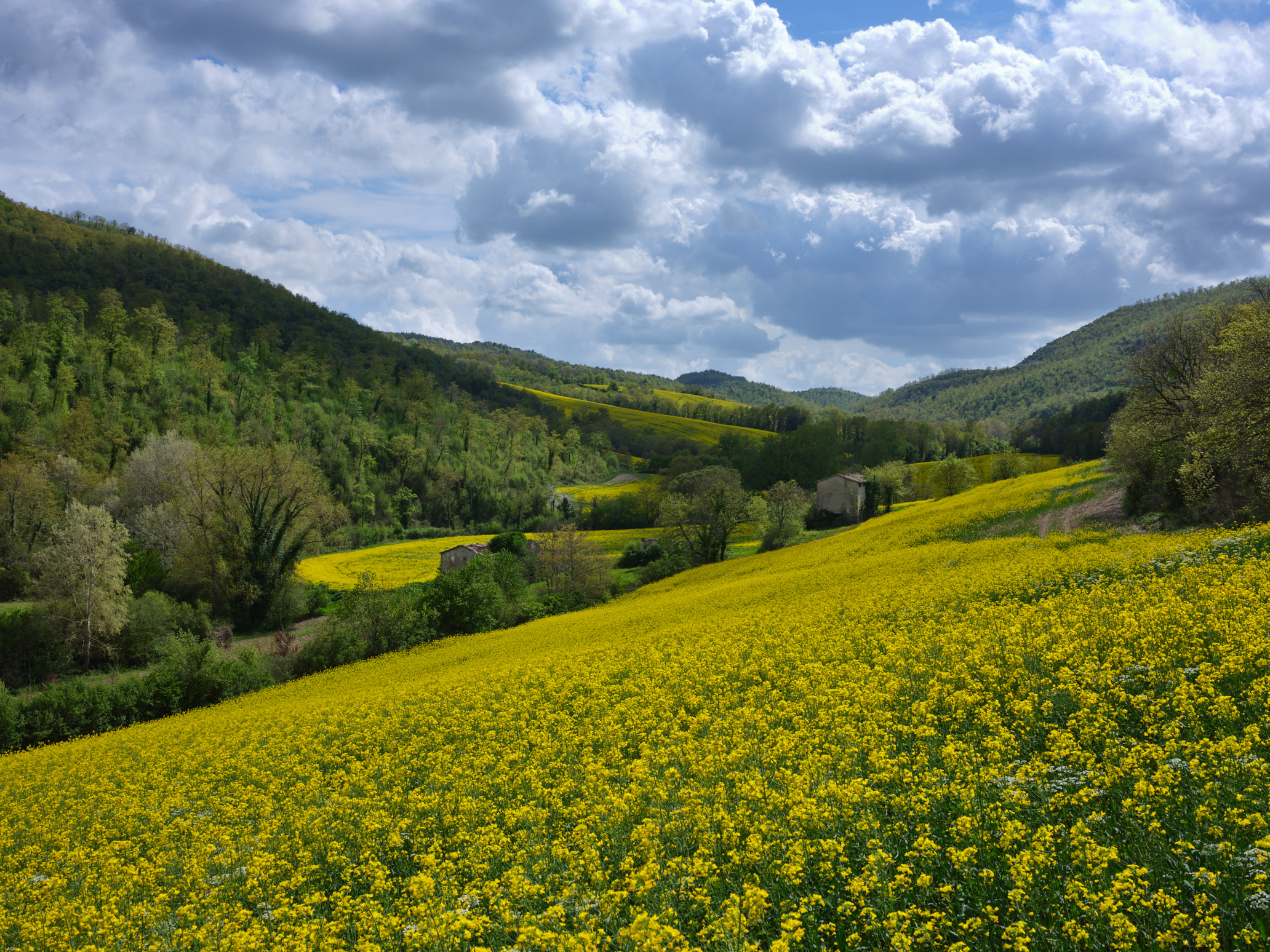 Rapeseed