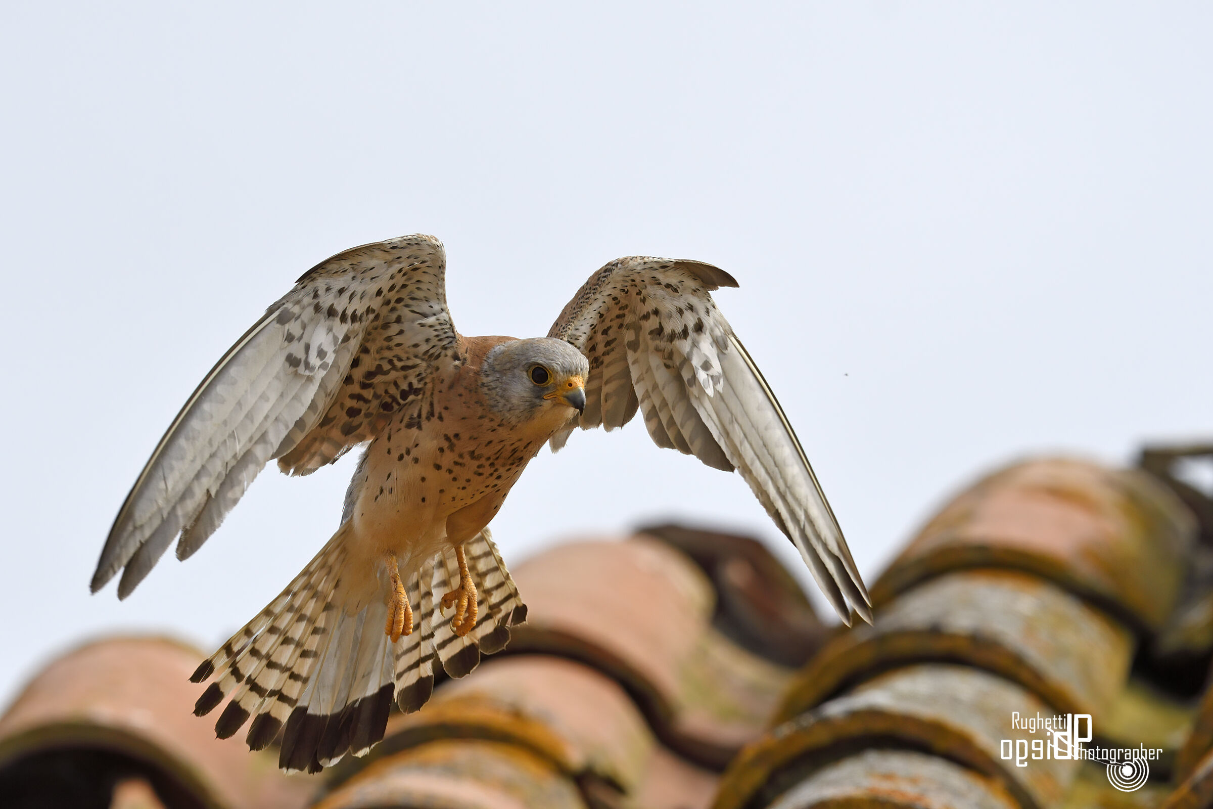 Lesser kestrel in flight