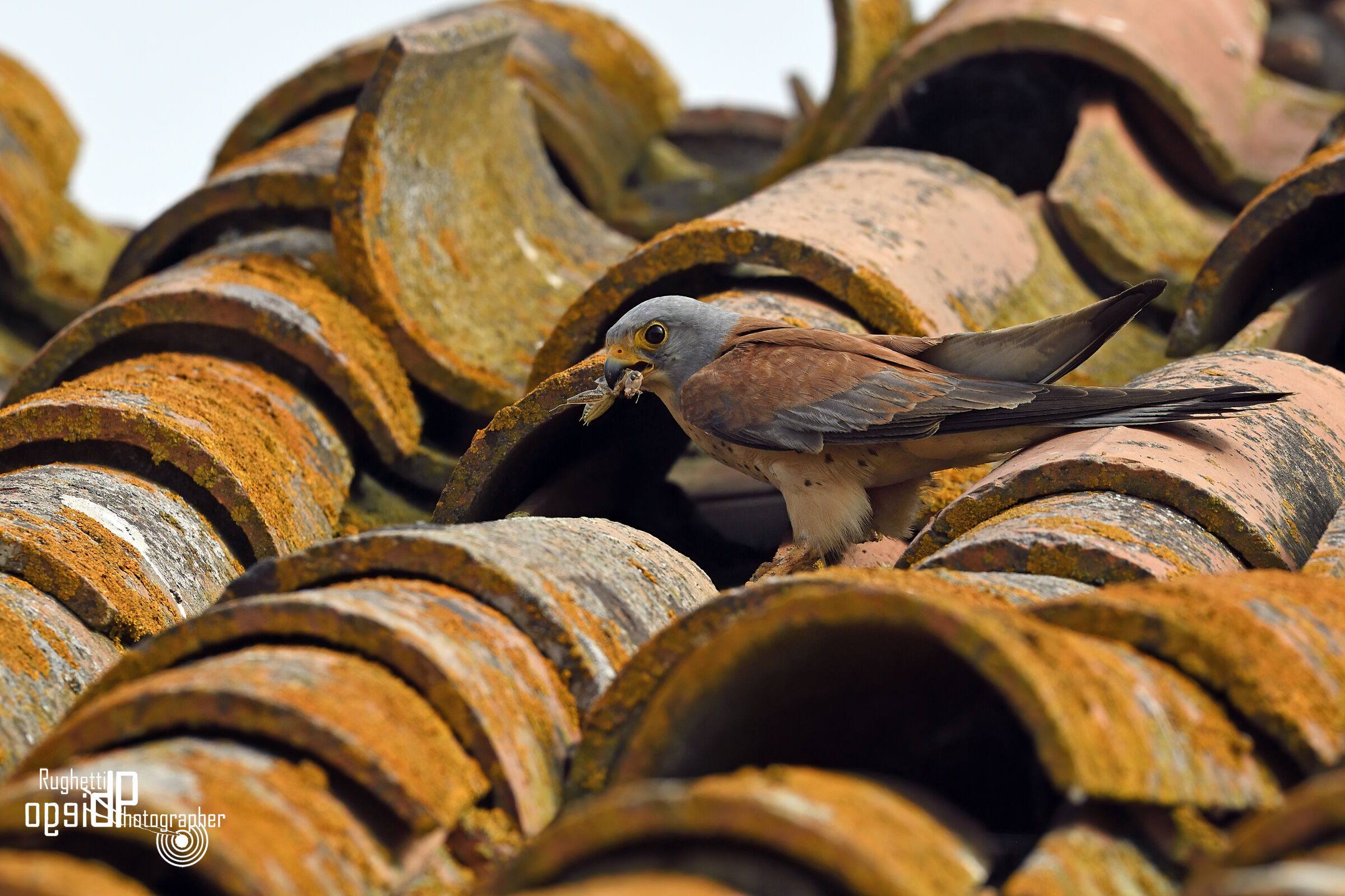 Falco grillaio con preda