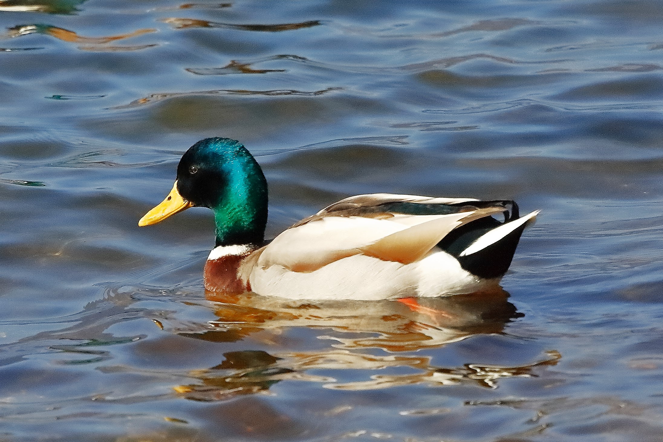 Germano 25 febbraio 2023