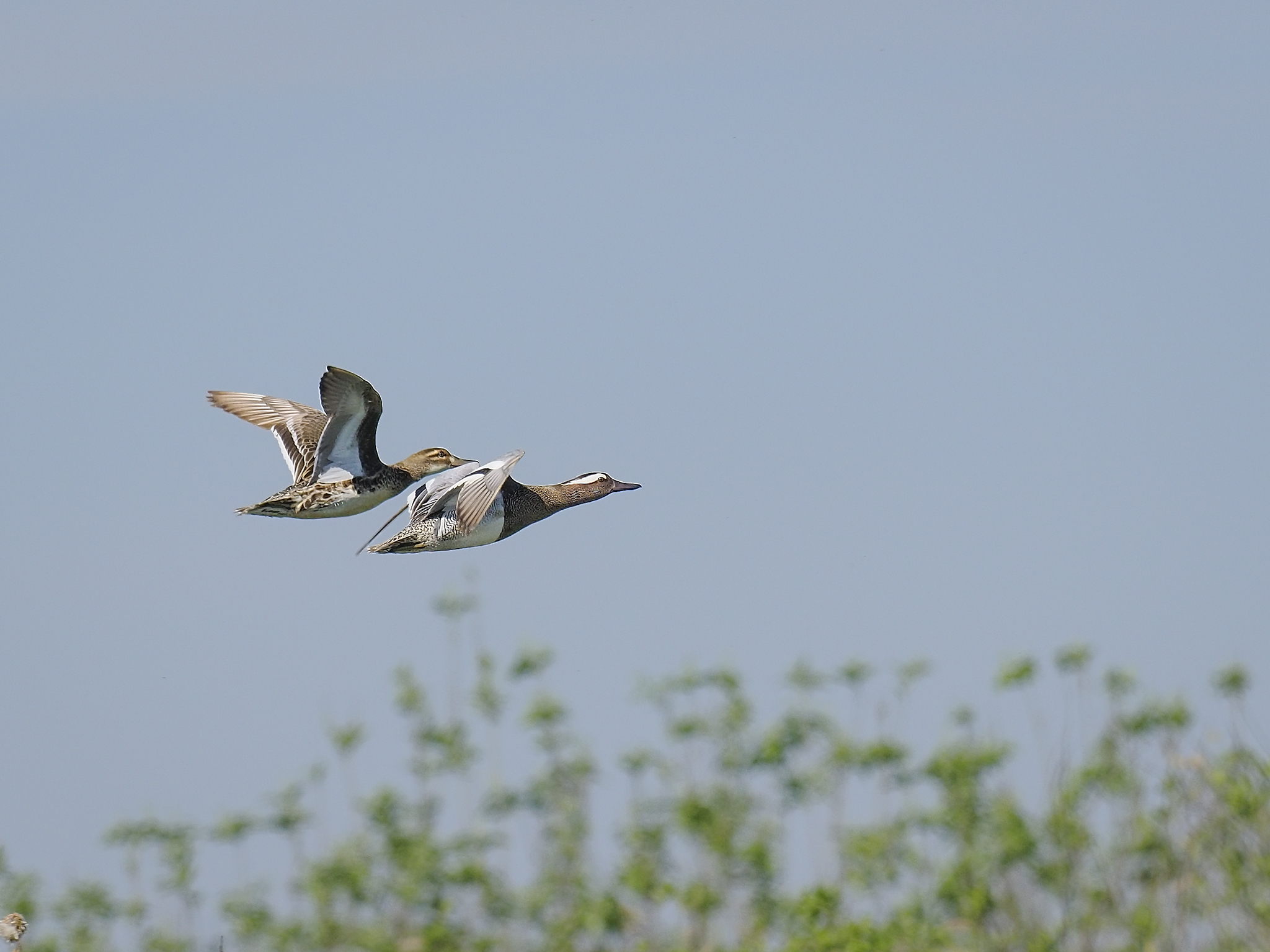 Pair of Garganeys