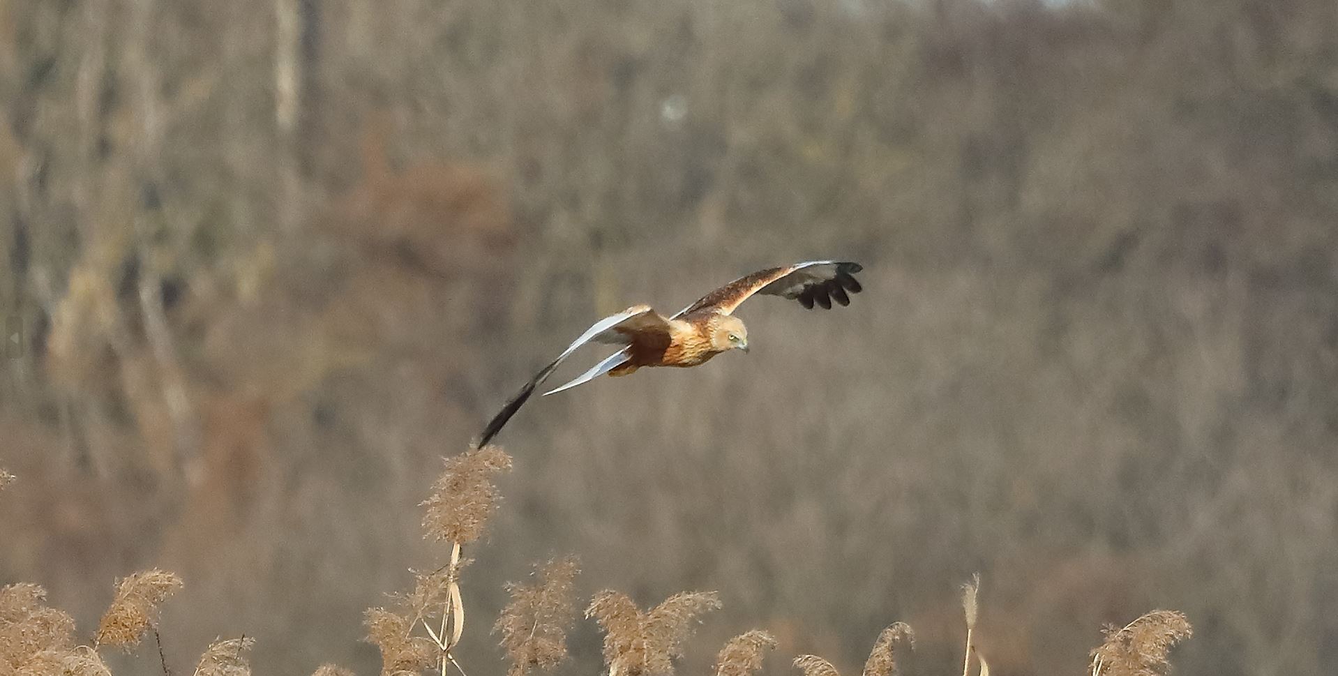 Falco di palude 03-02-2023