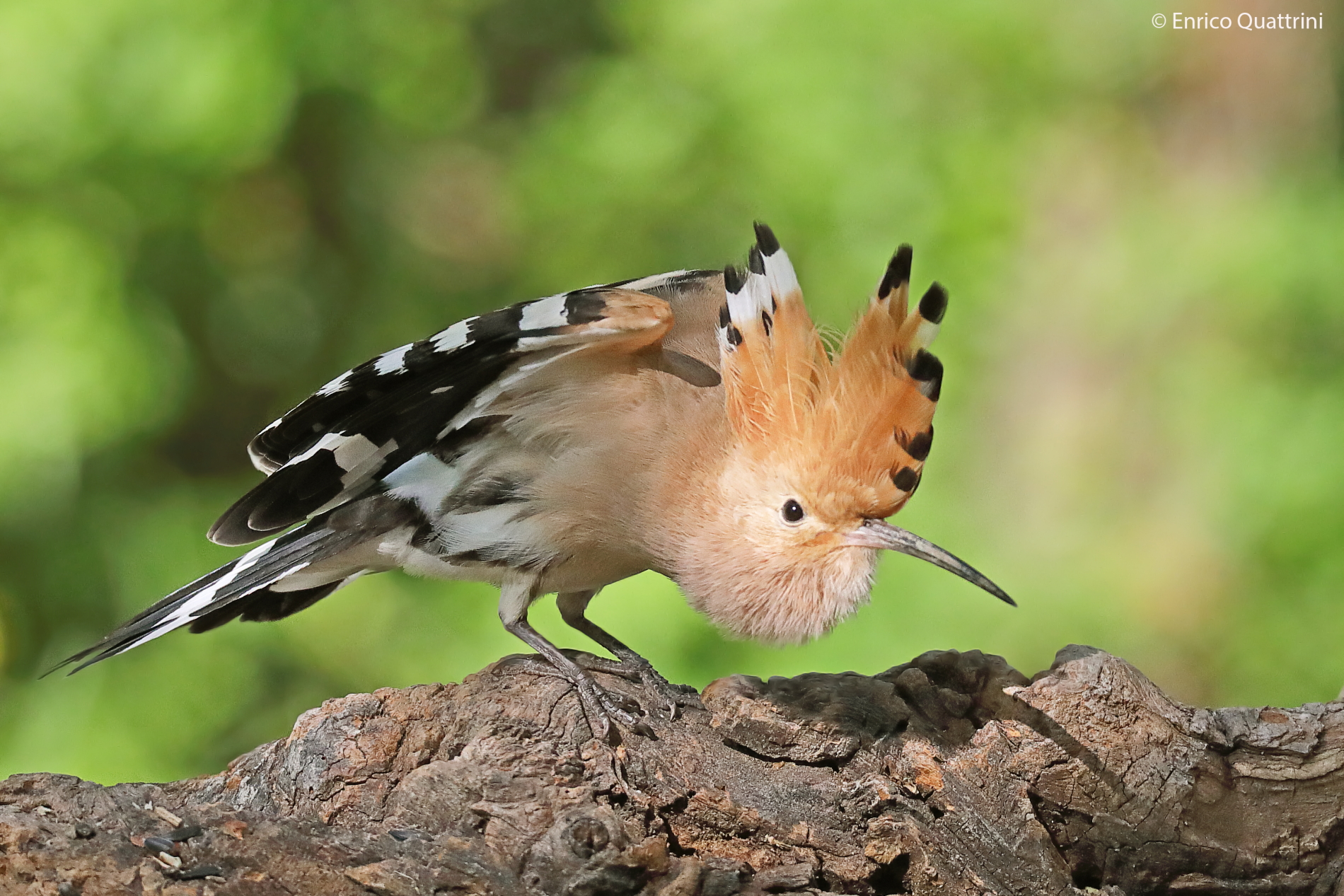 Hoopoe