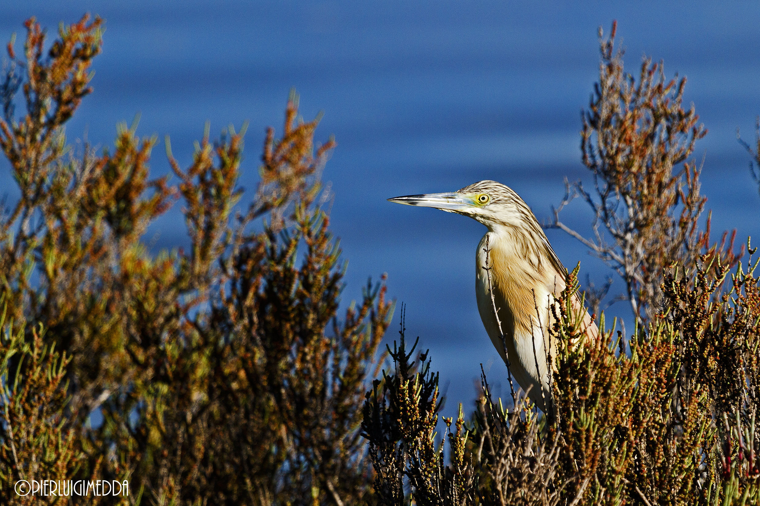 Sgarza ciuffetto Ardeola ralloides