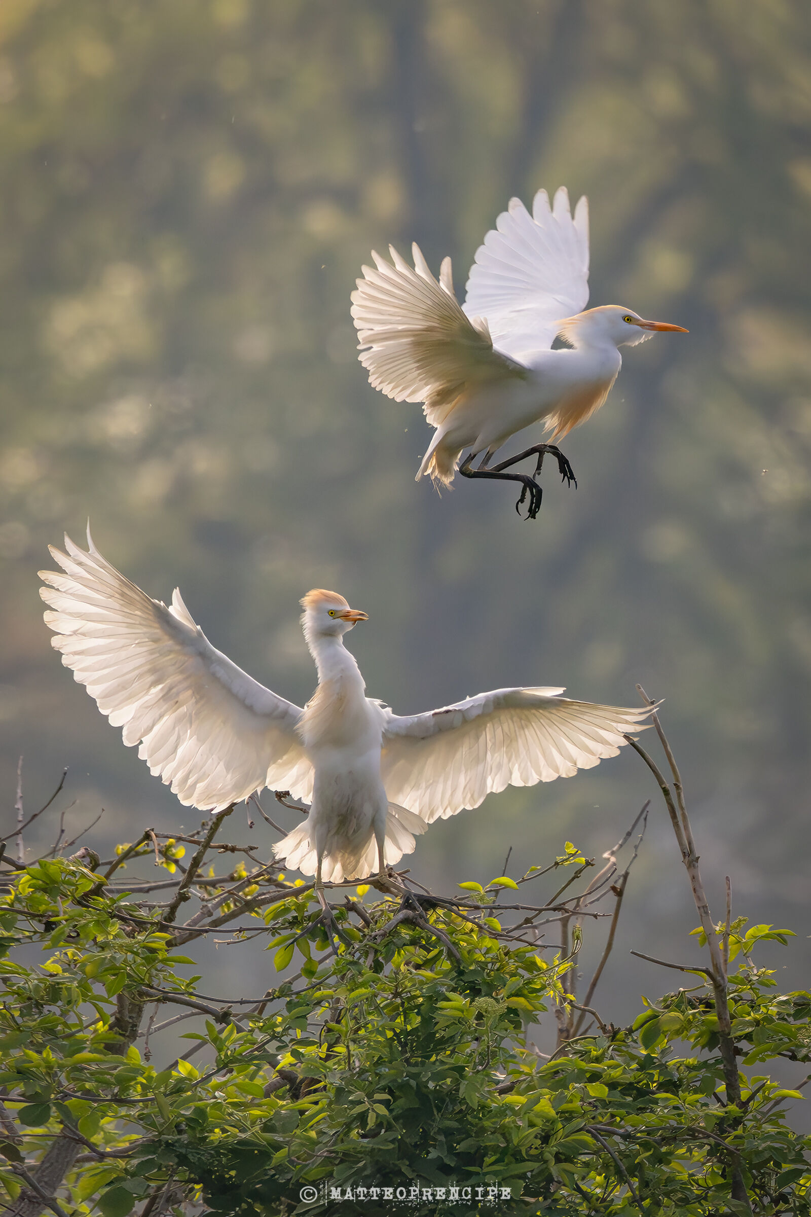 Like a dance