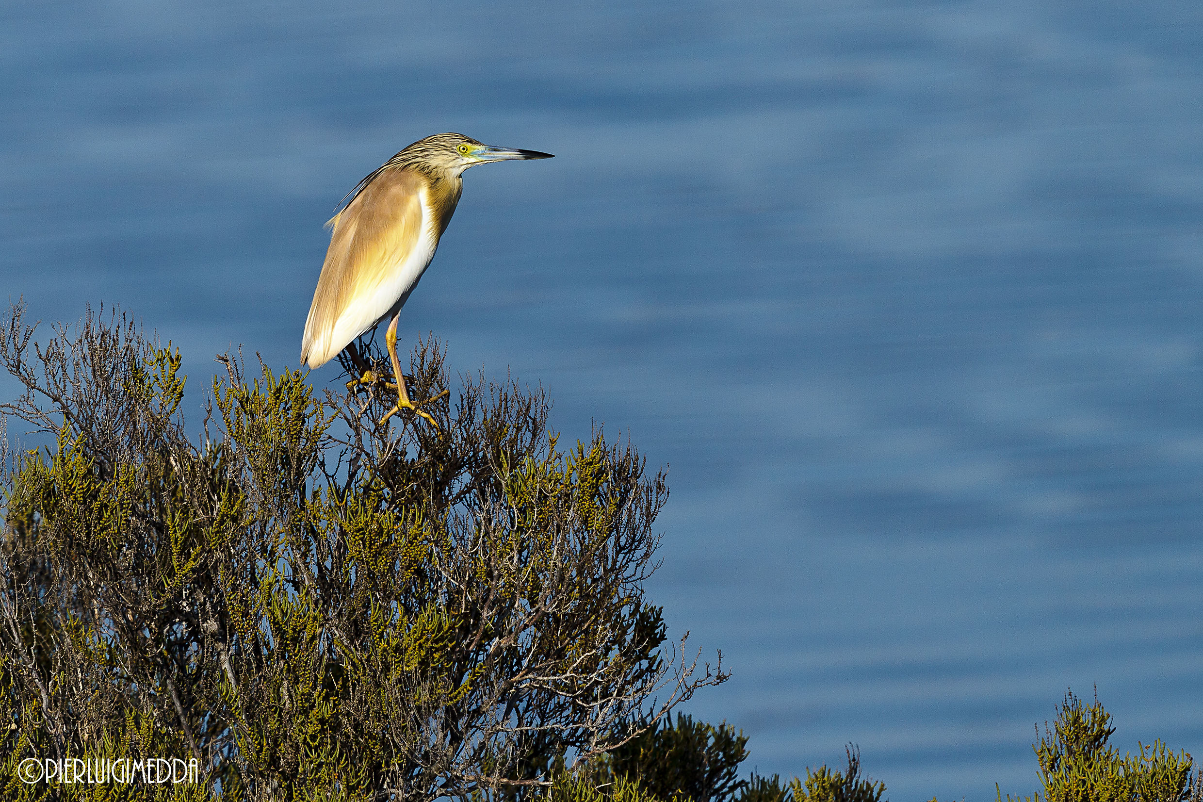 Sgarza ciuffetto Ardeola ralloides