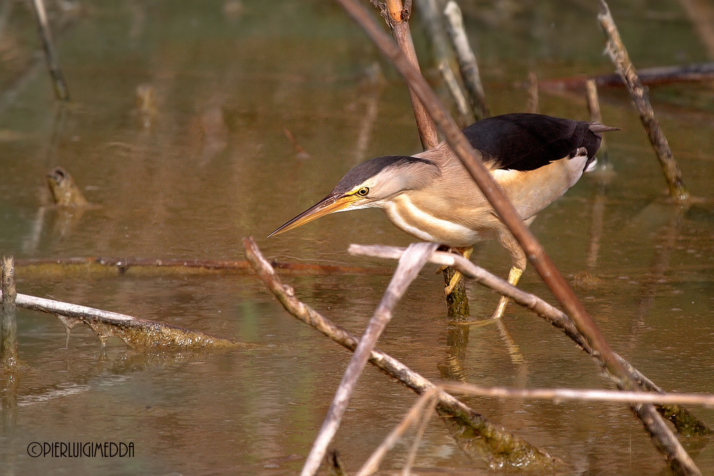 Tarabusino   Ixobrychus minutus