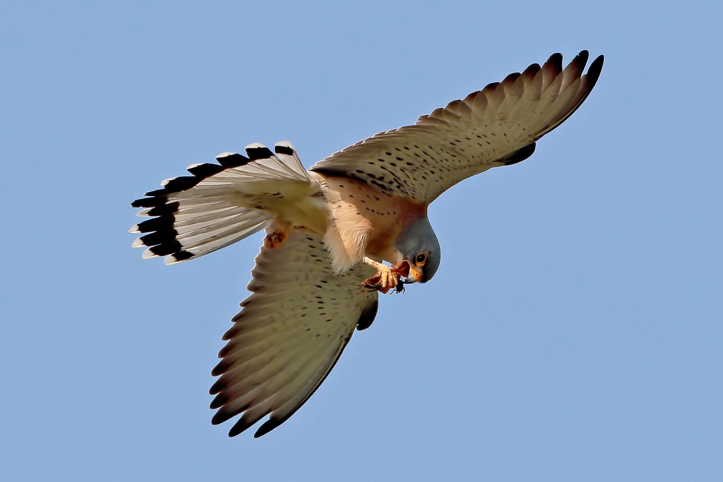 Lesser kestrel...