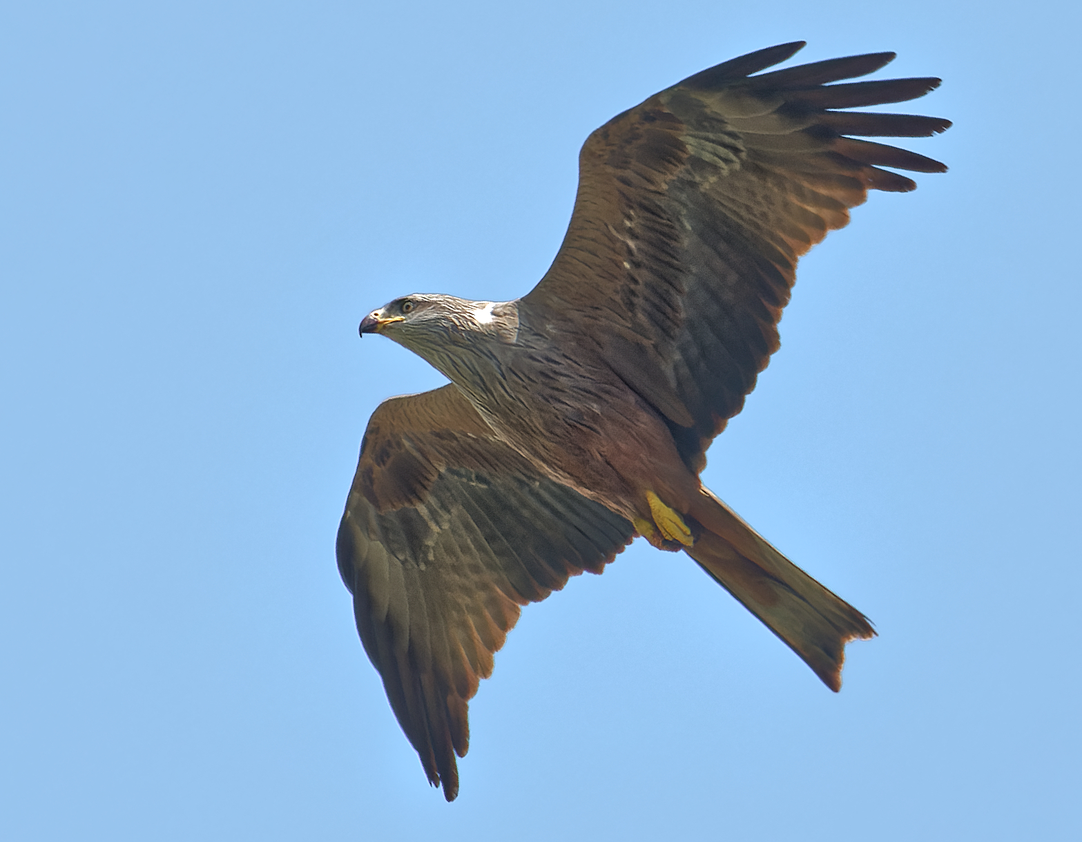 Black kite