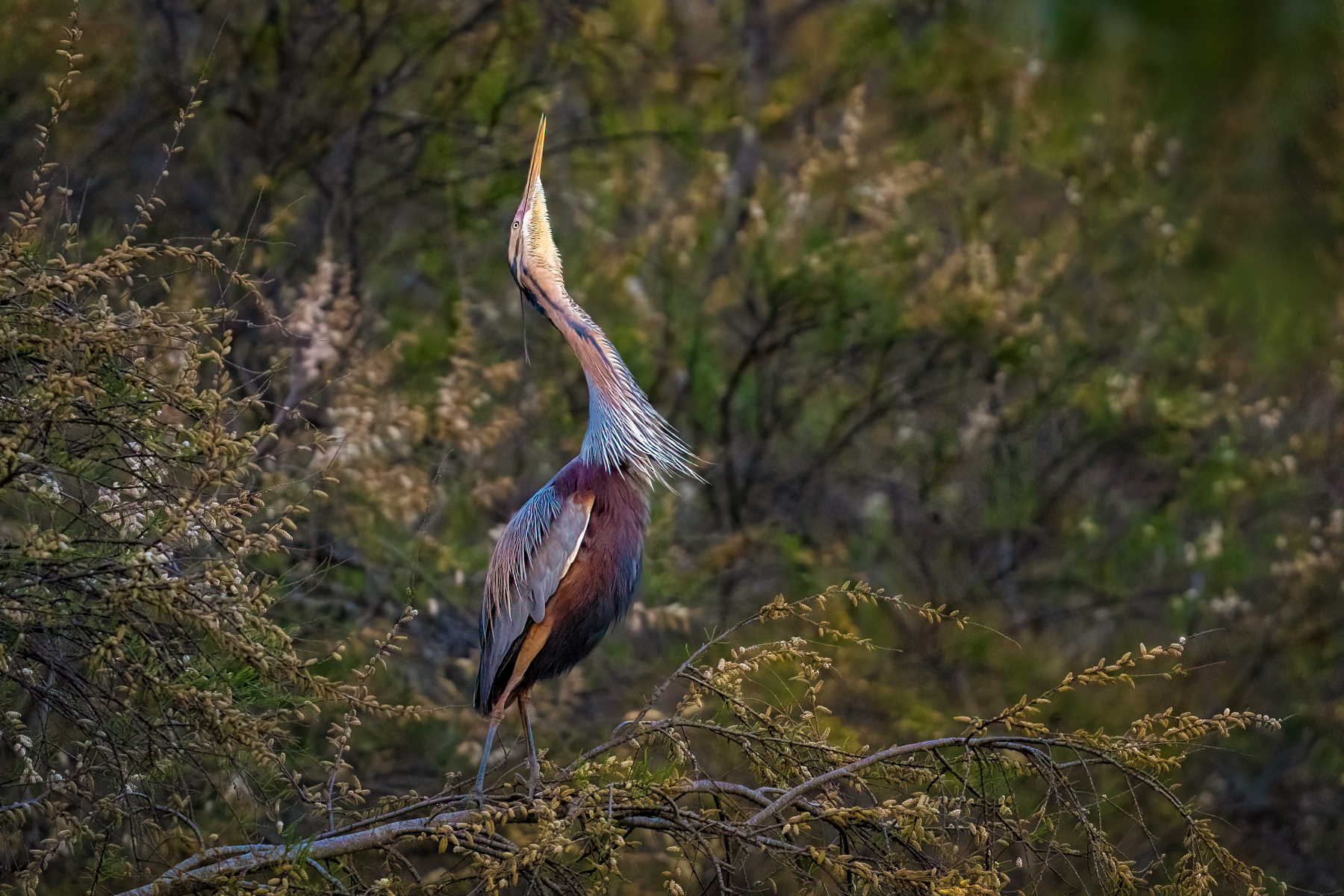 Airone rosso nell'ora blu